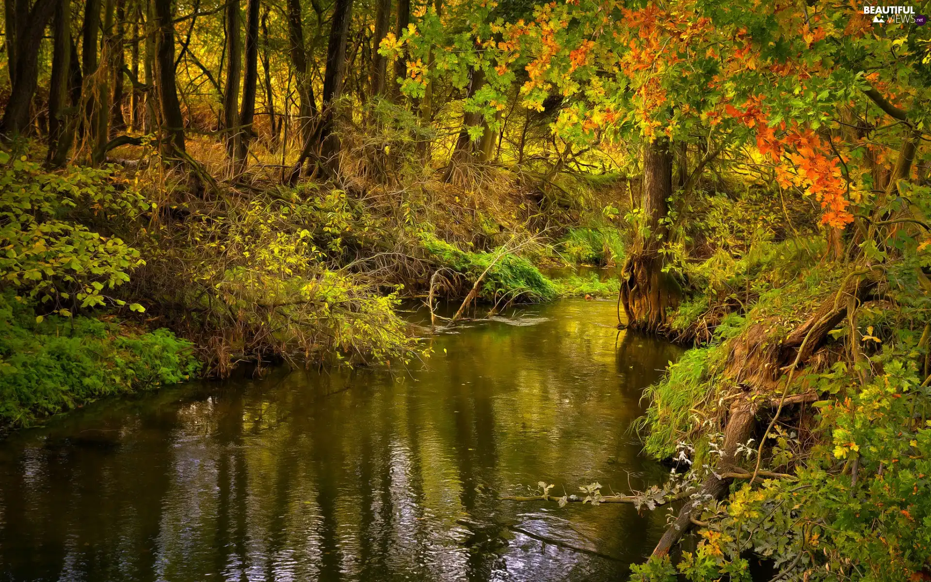 viewes, forest, River, VEGETATION, Bush, trees