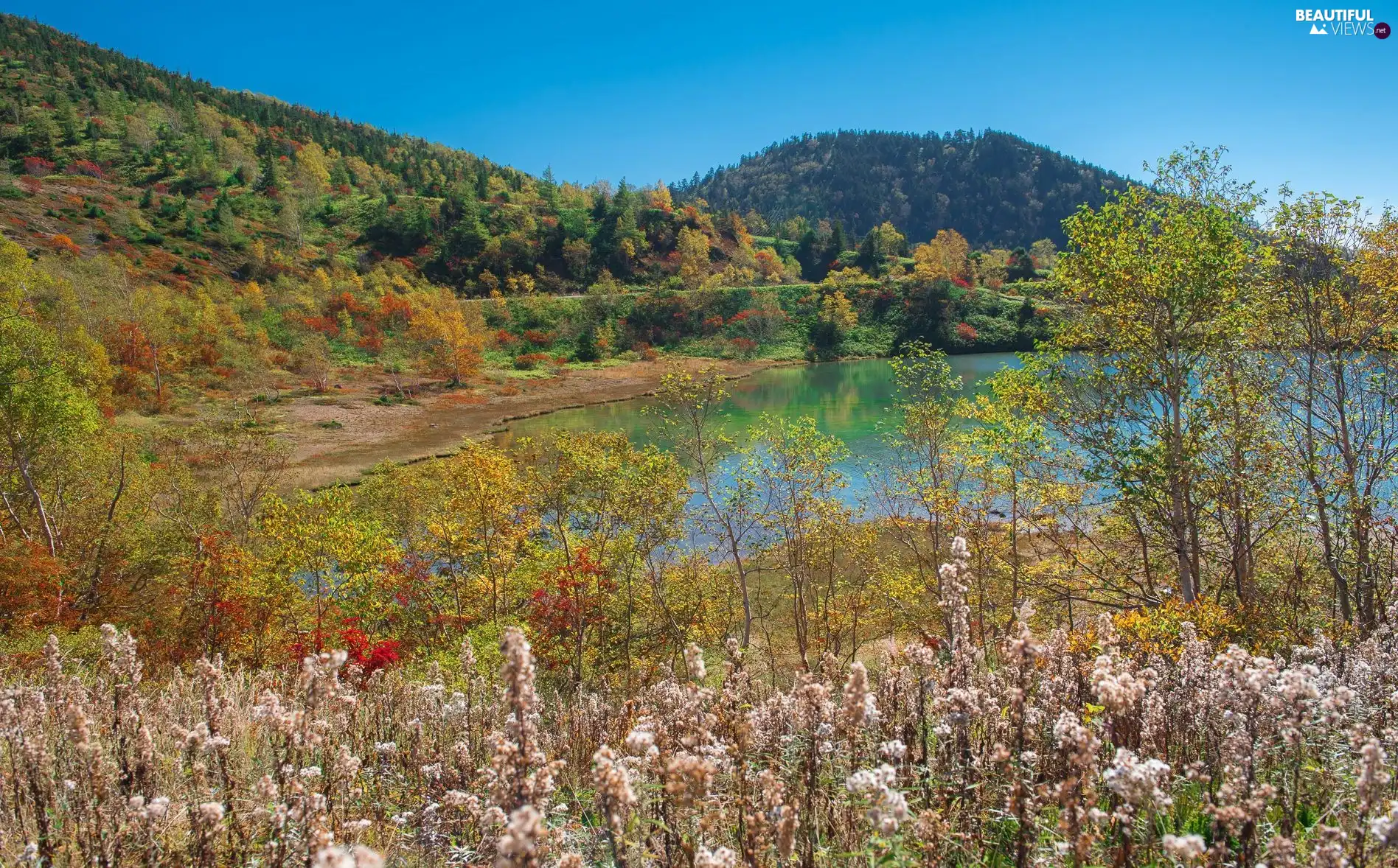 VEGETATION, lake, woods