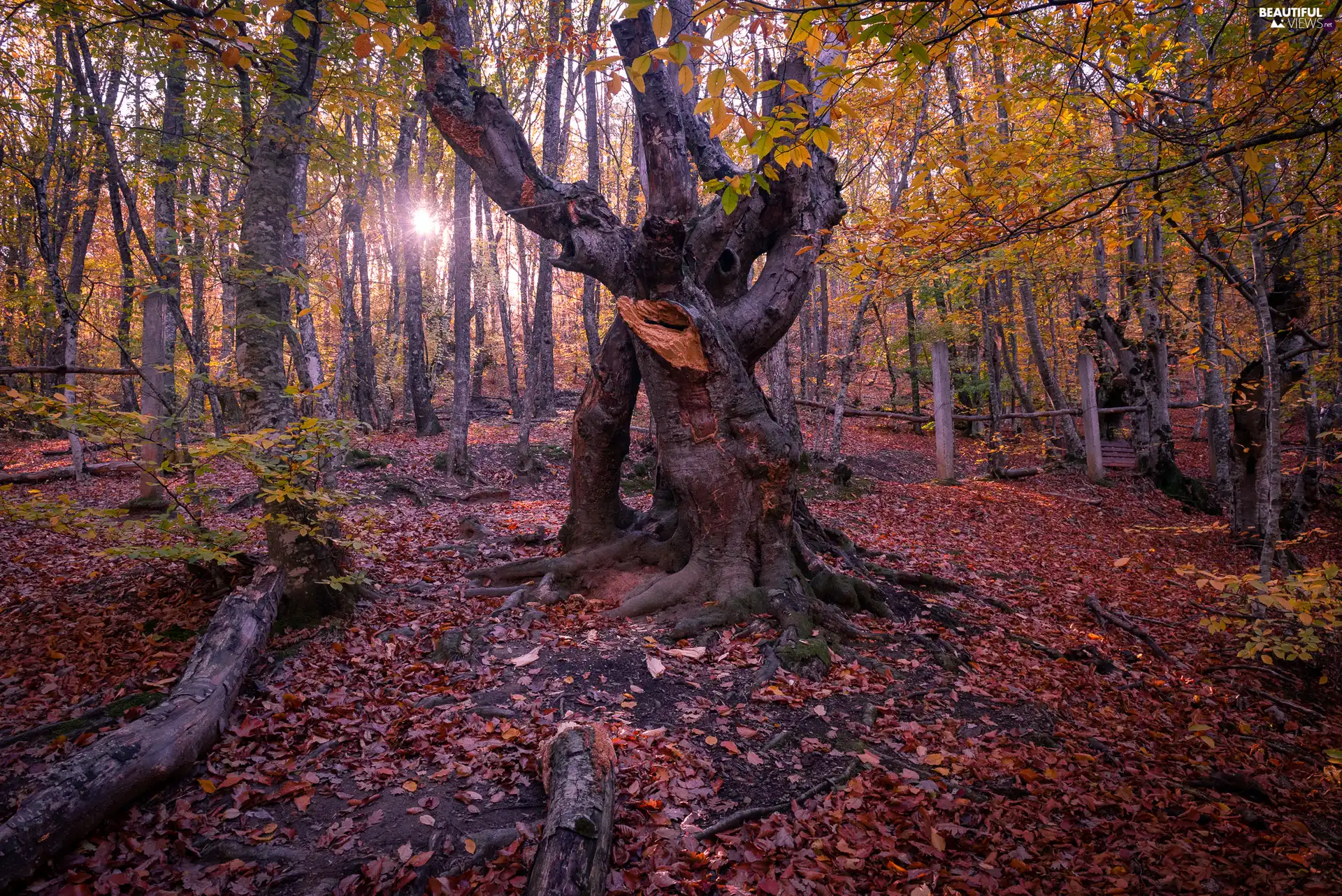 viewes, forest, rays of the Sun, autumn, Leaf, trees