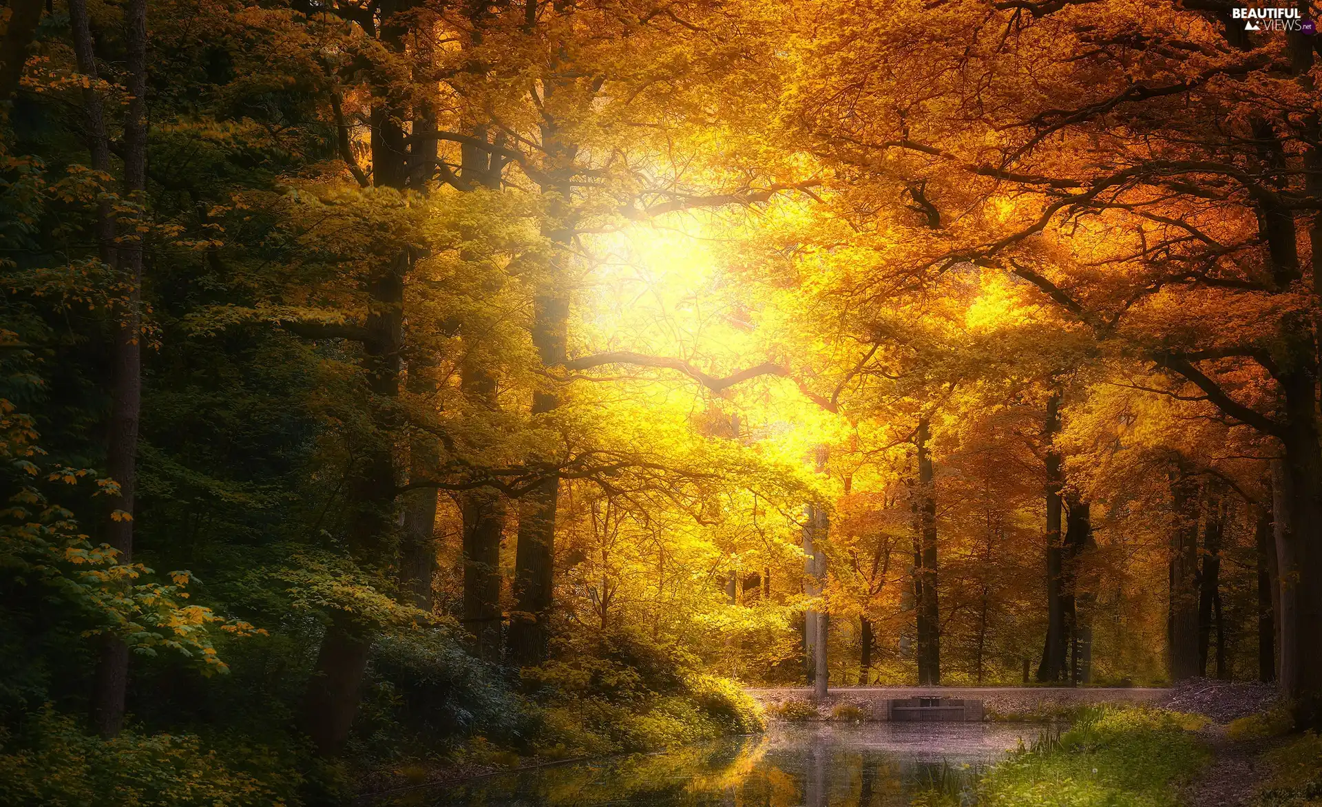 illuminated, sun, autumn, trees, Way, River, Park, viewes