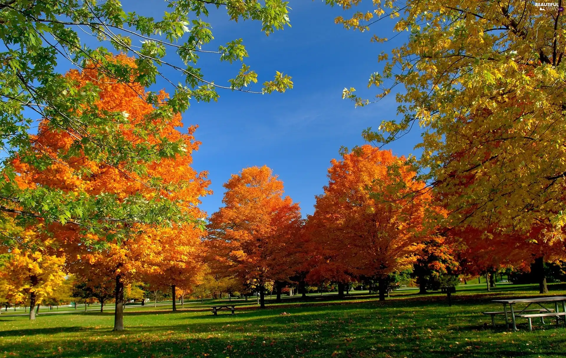 viewes, Bench, Park, trees, autumn