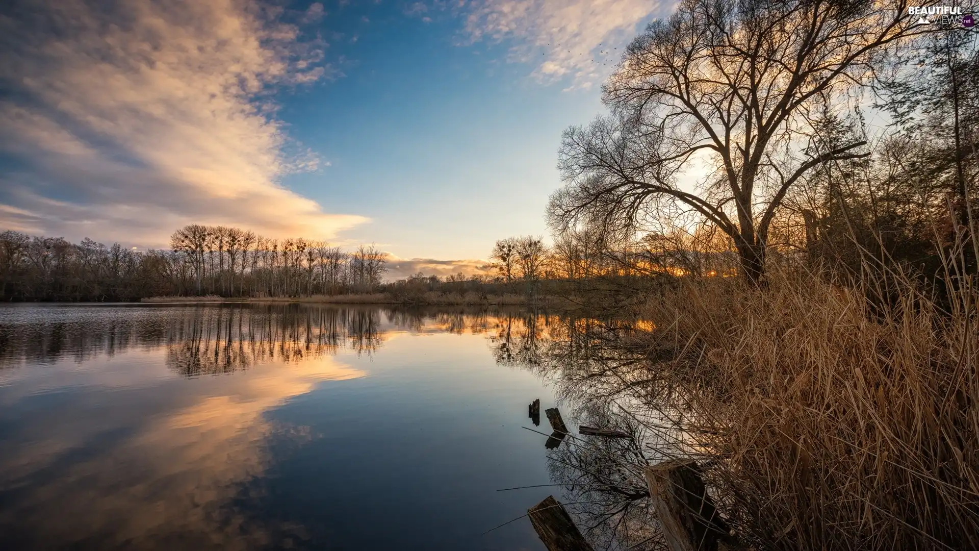 trees, viewes, clouds, reflection, lake