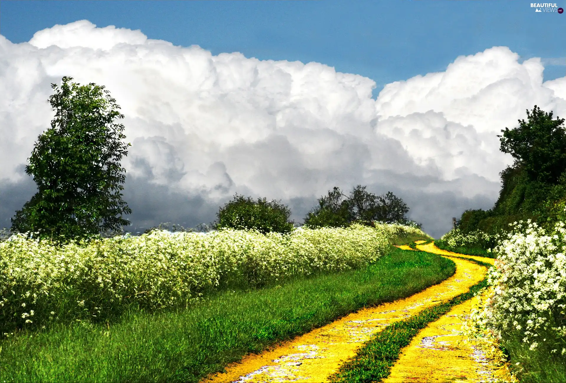 viewes, clouds, Flowers, trees, Way