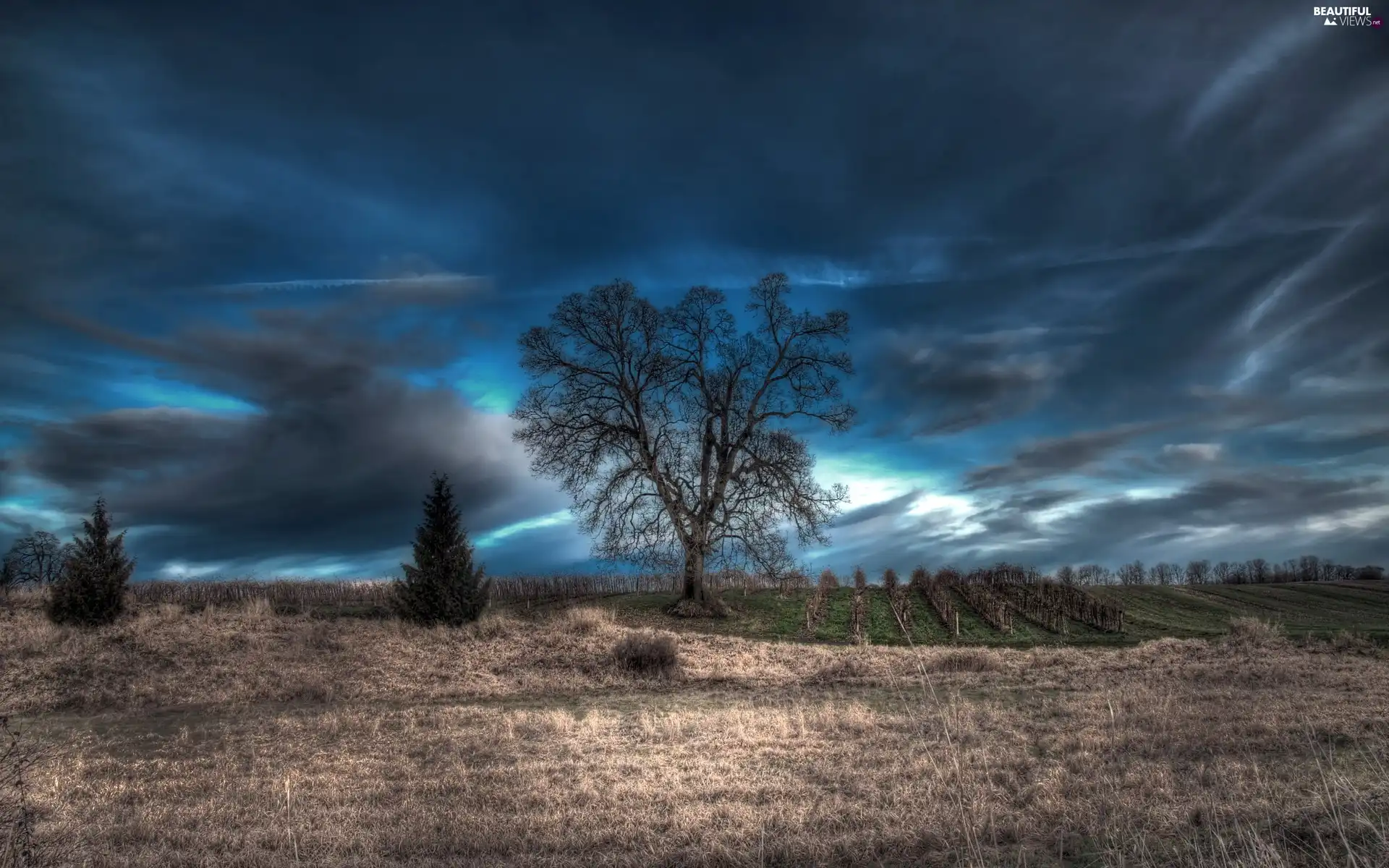 viewes, field, clouds, trees, Sky