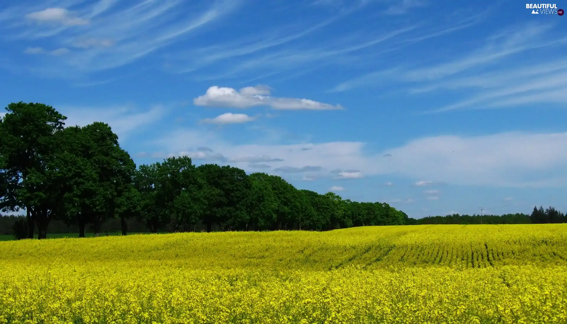 Field, trees, viewes, rape