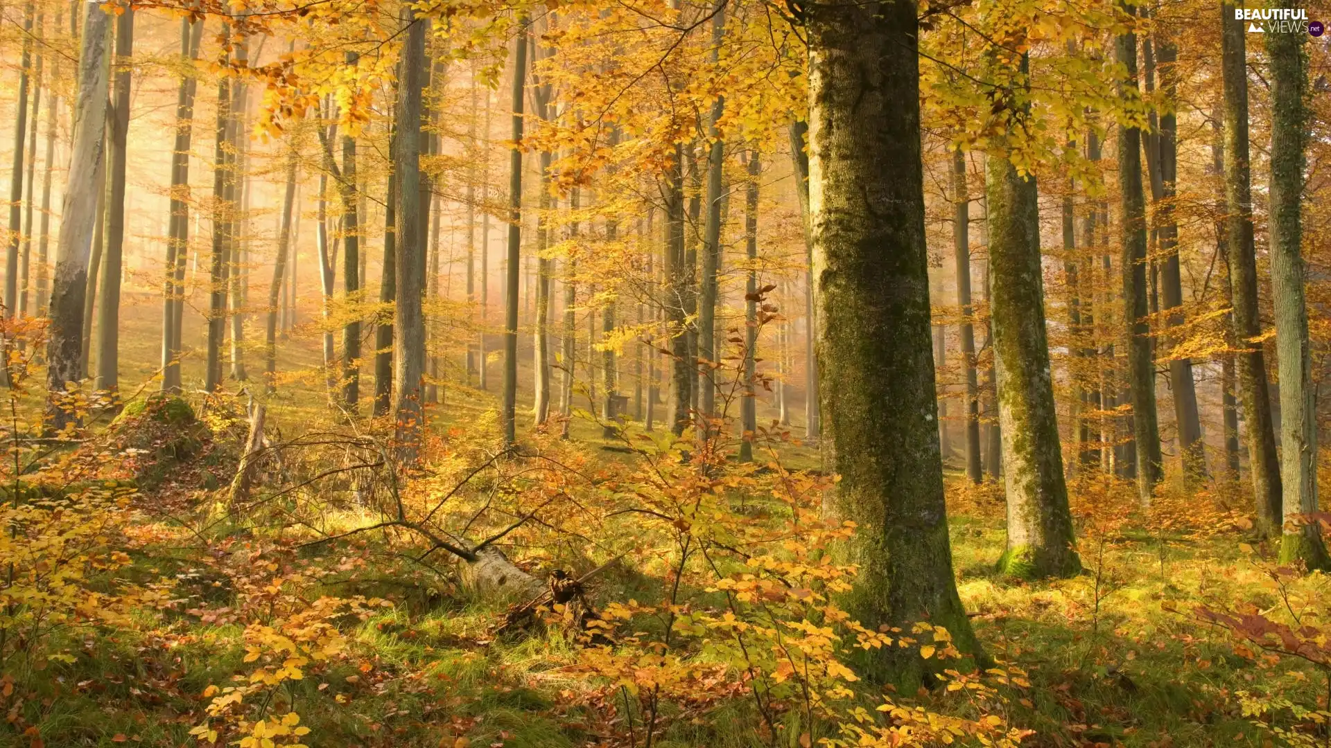 forest, trees, viewes, autumn