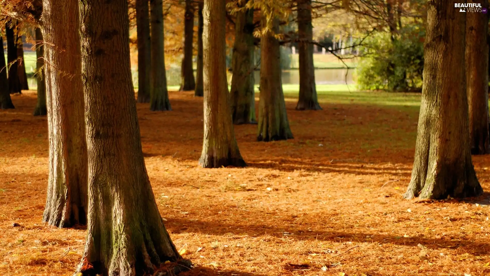 forest, trees, viewes, autumn