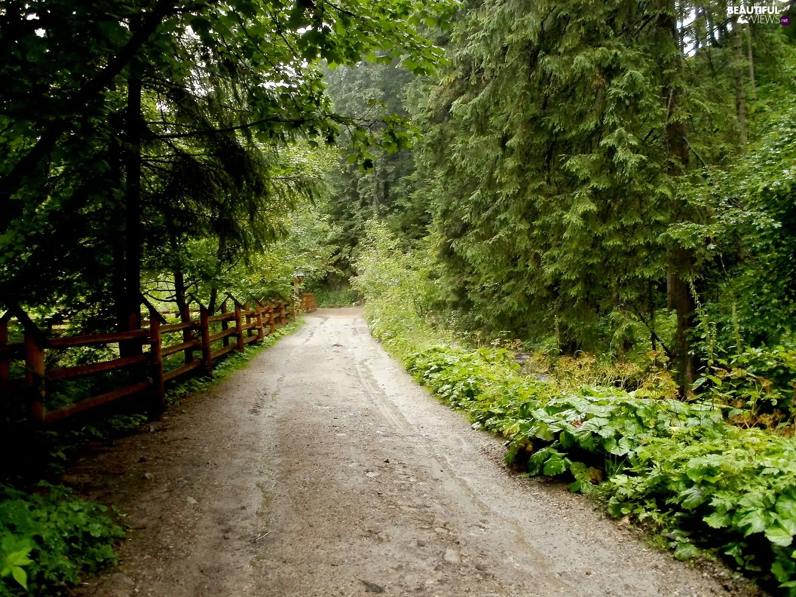 forest, trees, viewes, Path