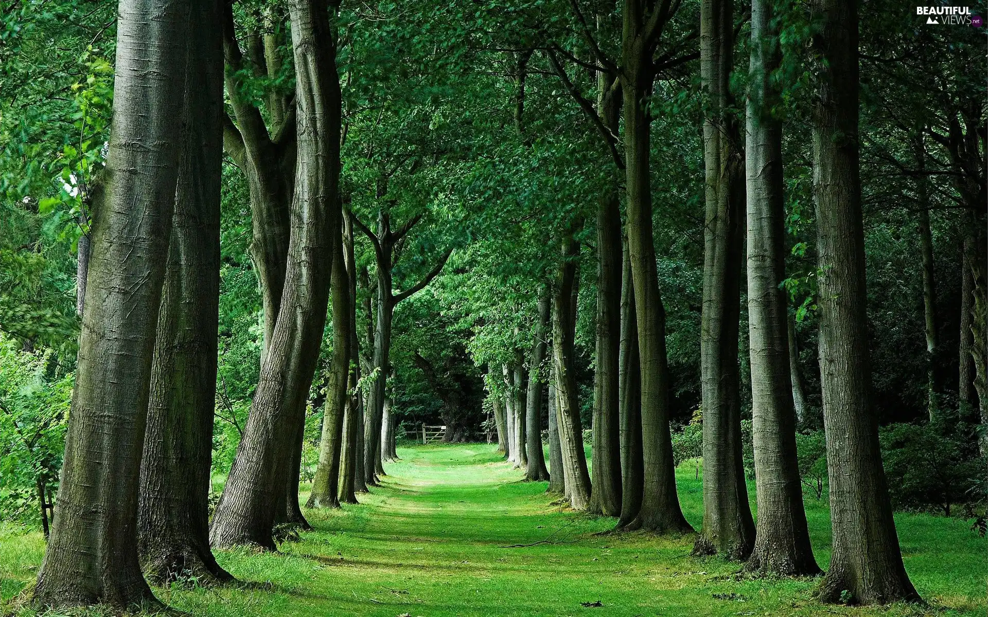 forest, trees, viewes, Way