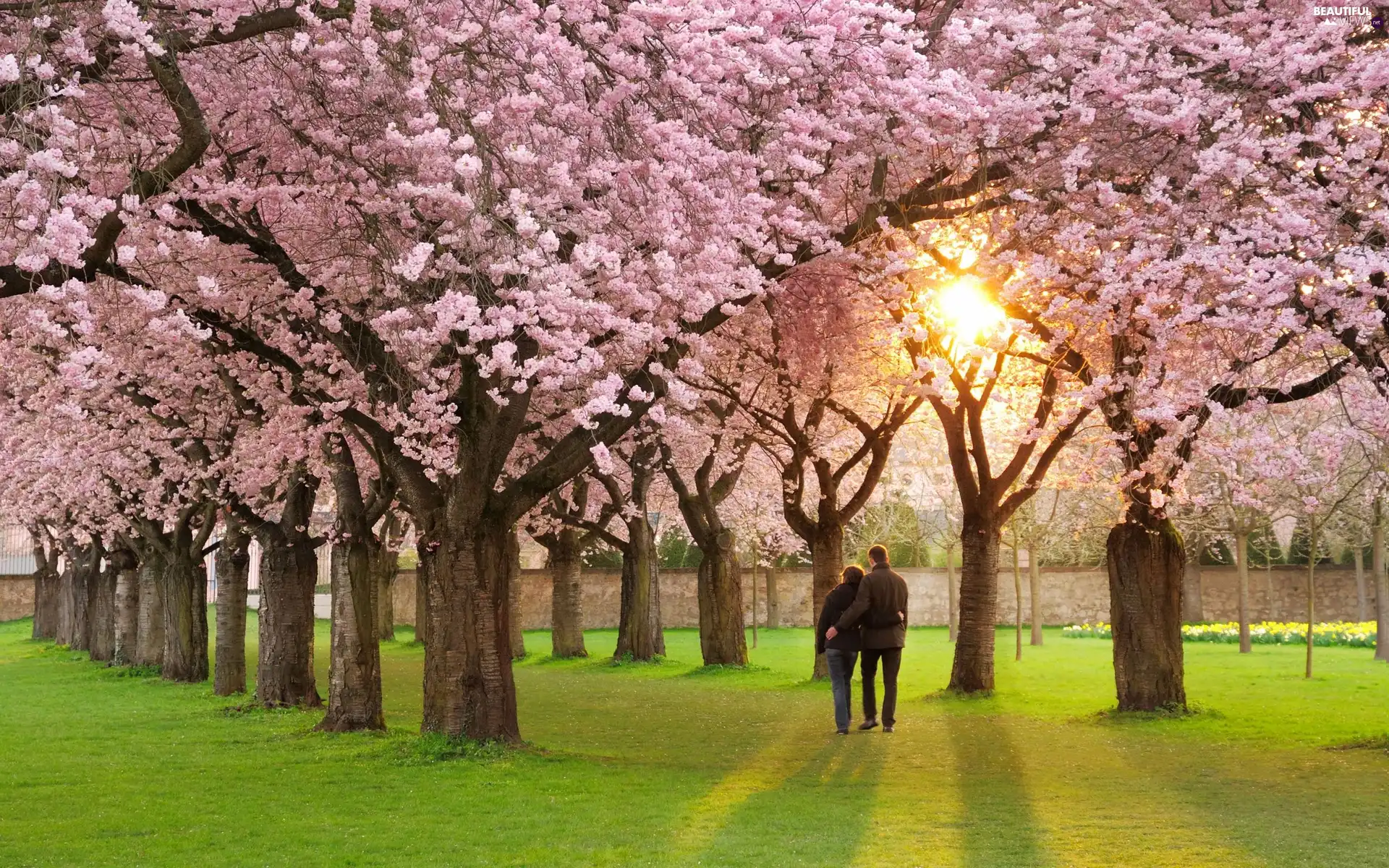 viewes, green, flourishing, trees, Steam