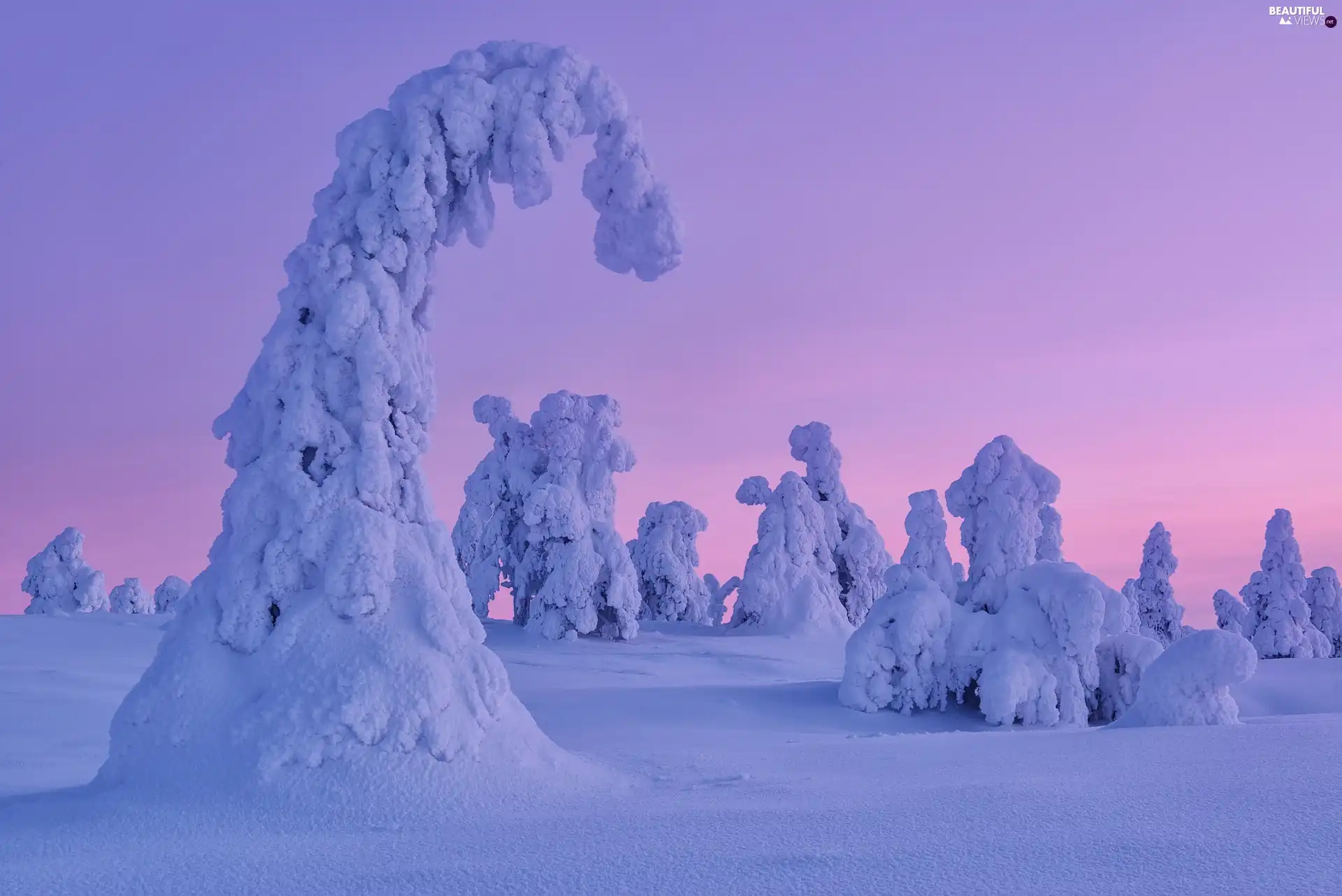 trees, viewes, inclined, Snowy, winter