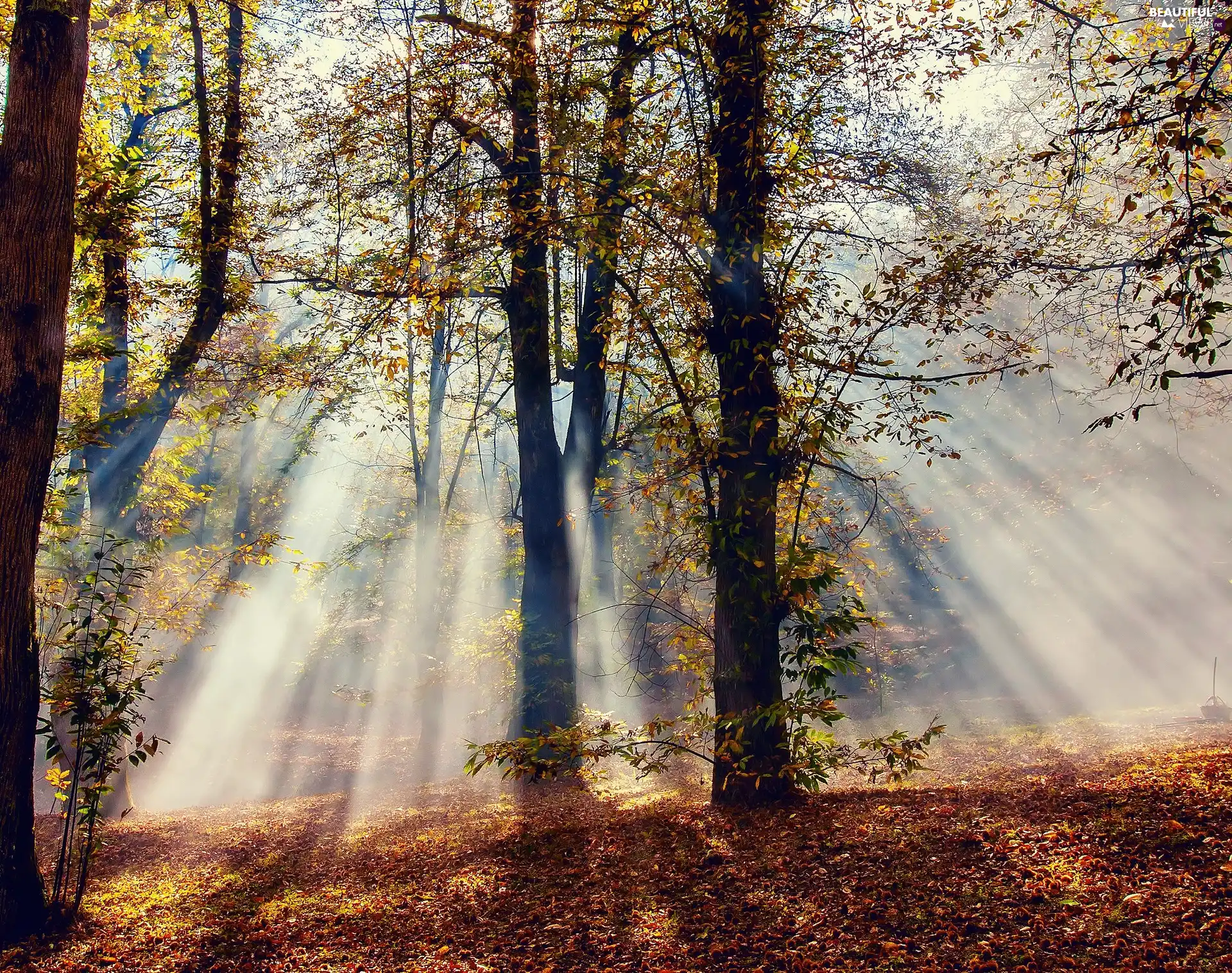 viewes, Leaf, sun, trees, rays