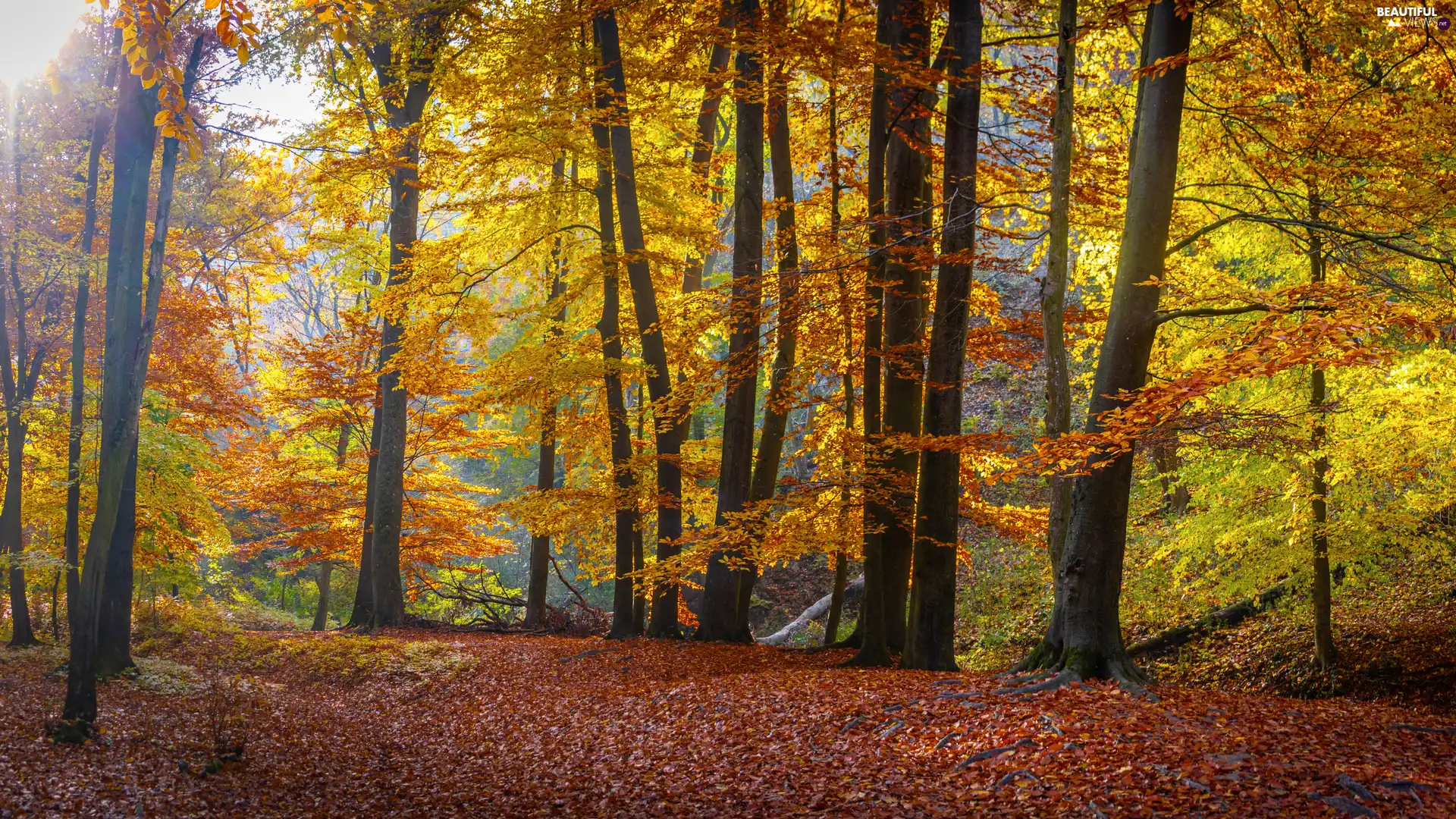 autumn, trees, Leaf, viewes, forest, Way, fallen