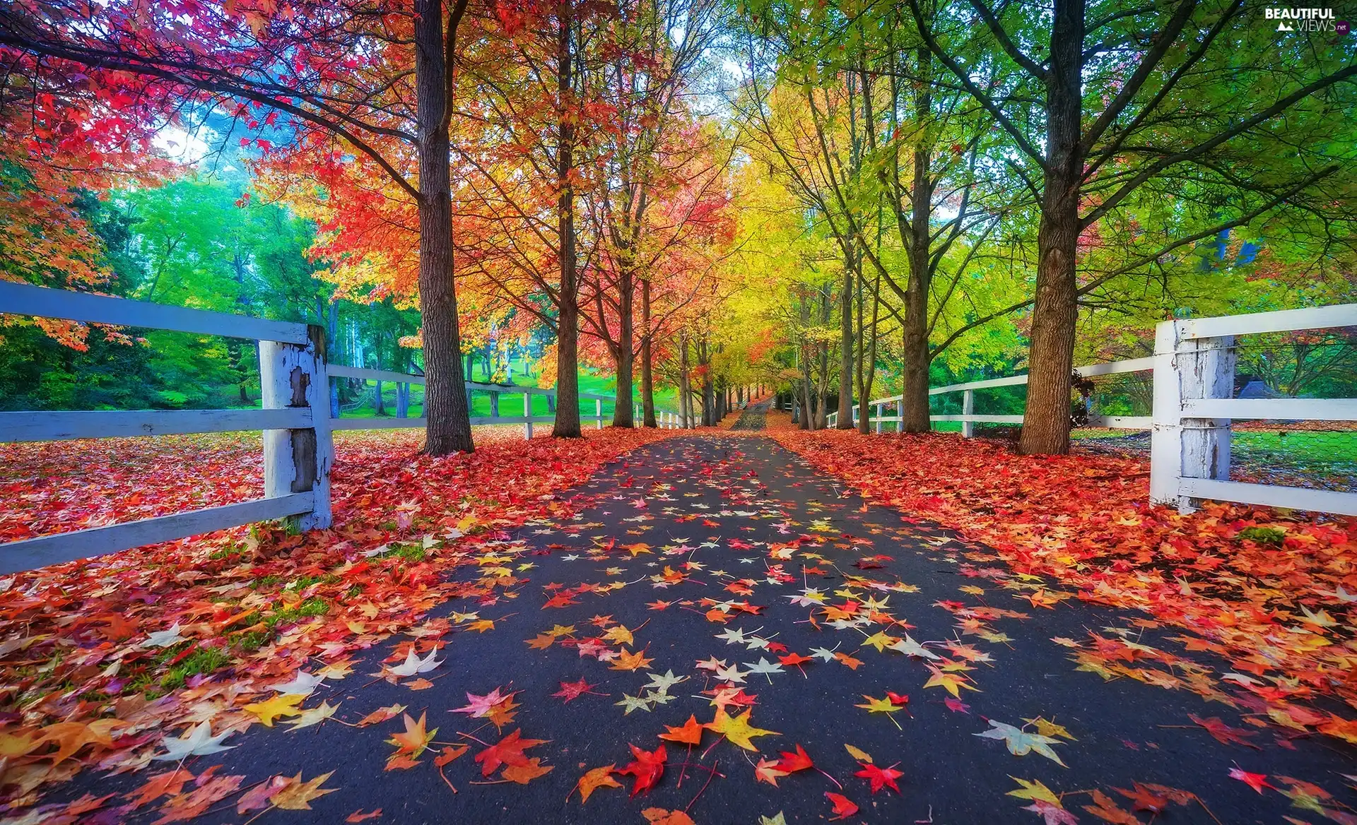 Way, trees, Leaf, viewes, Park, autumn, fence