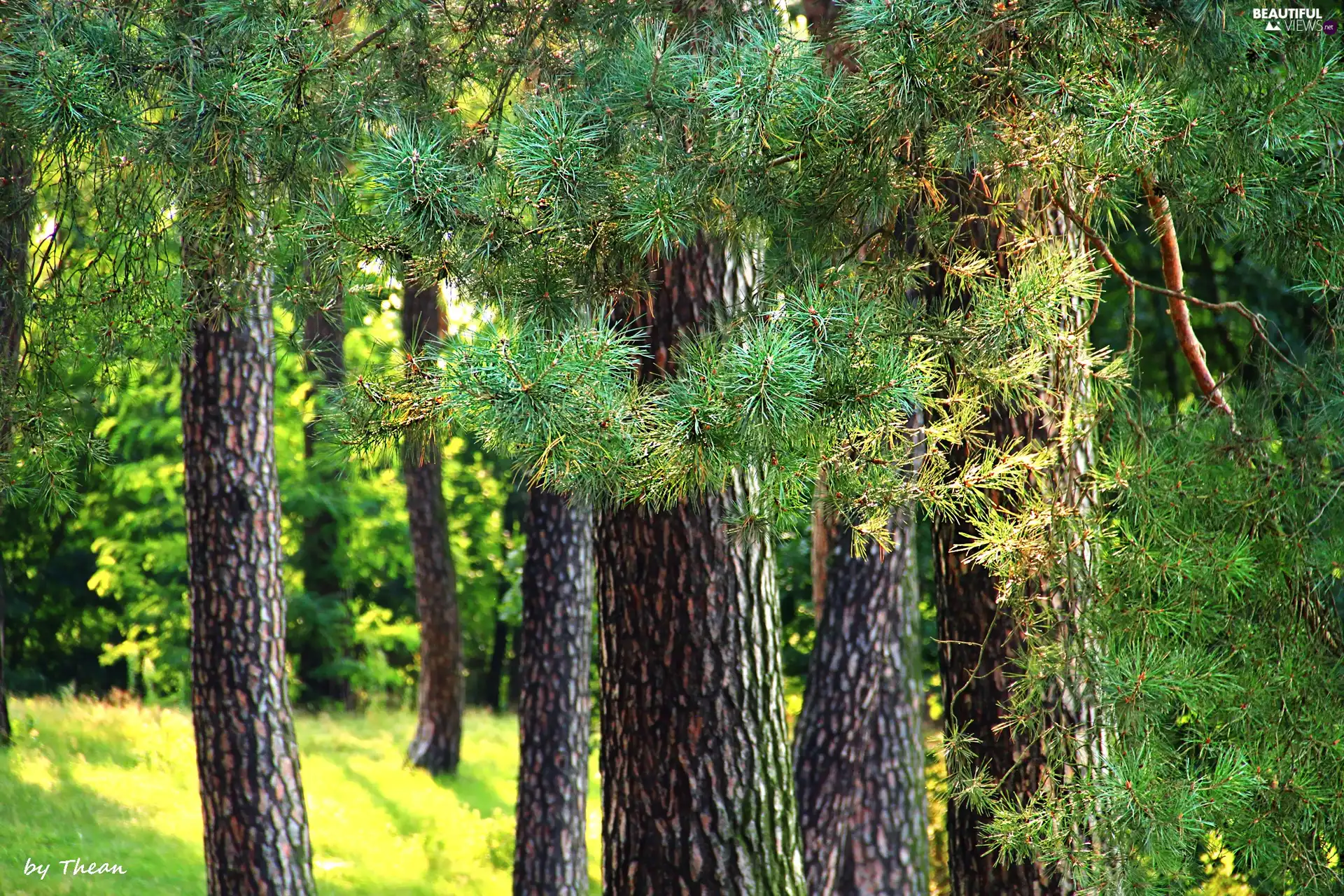 viewes, needle, pine, trees, grove