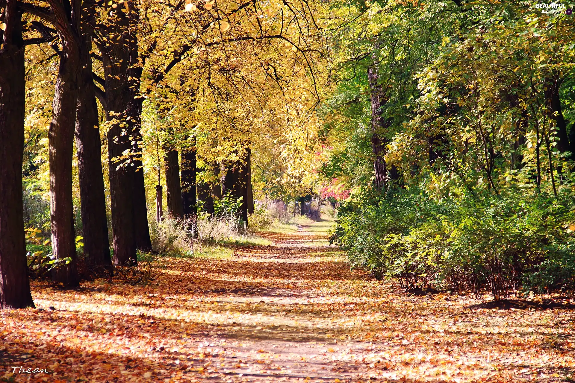 viewes, Park, alley, trees, autumn