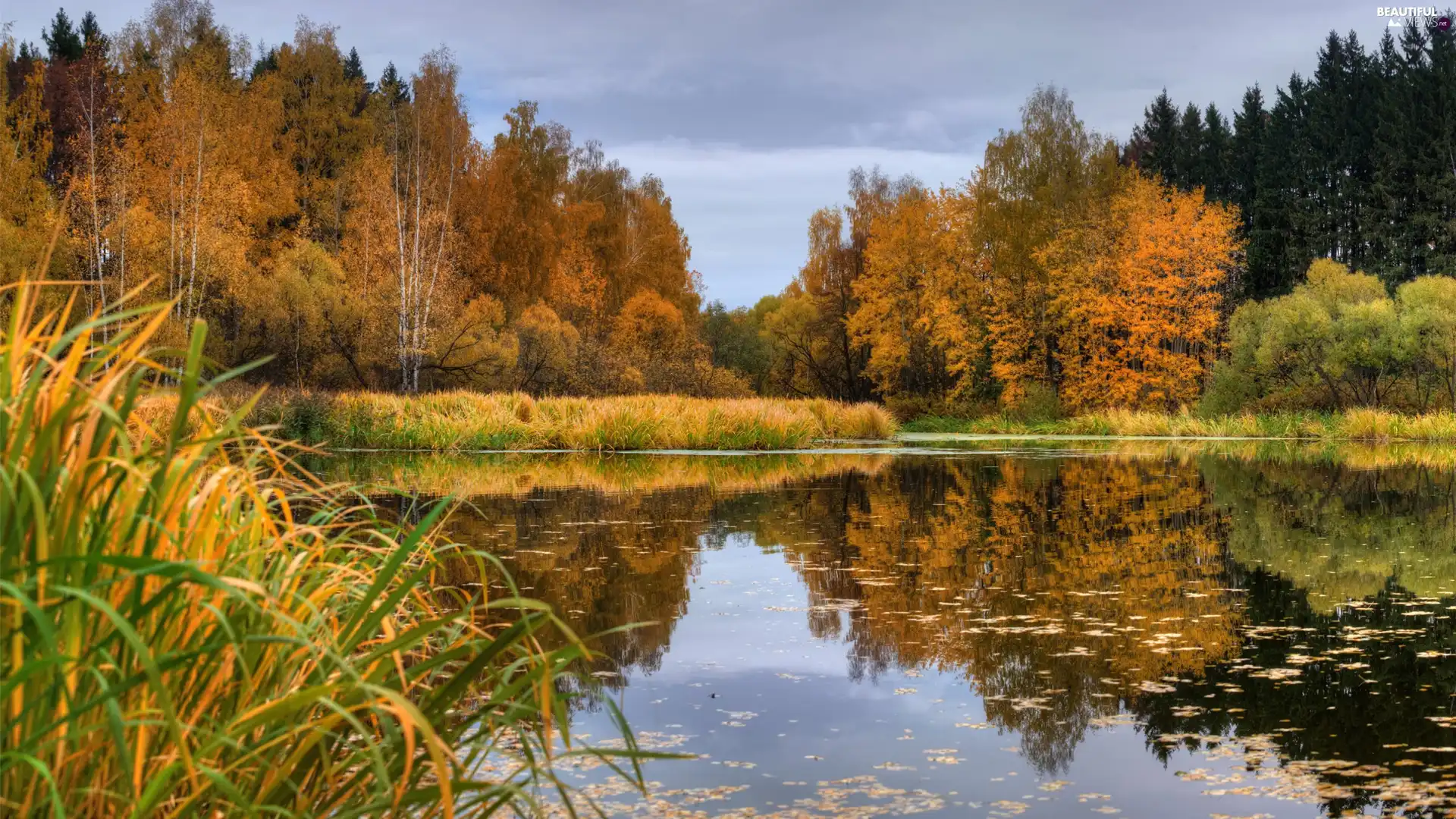 forest, trees, reflection, viewes, lake, autumn, grass