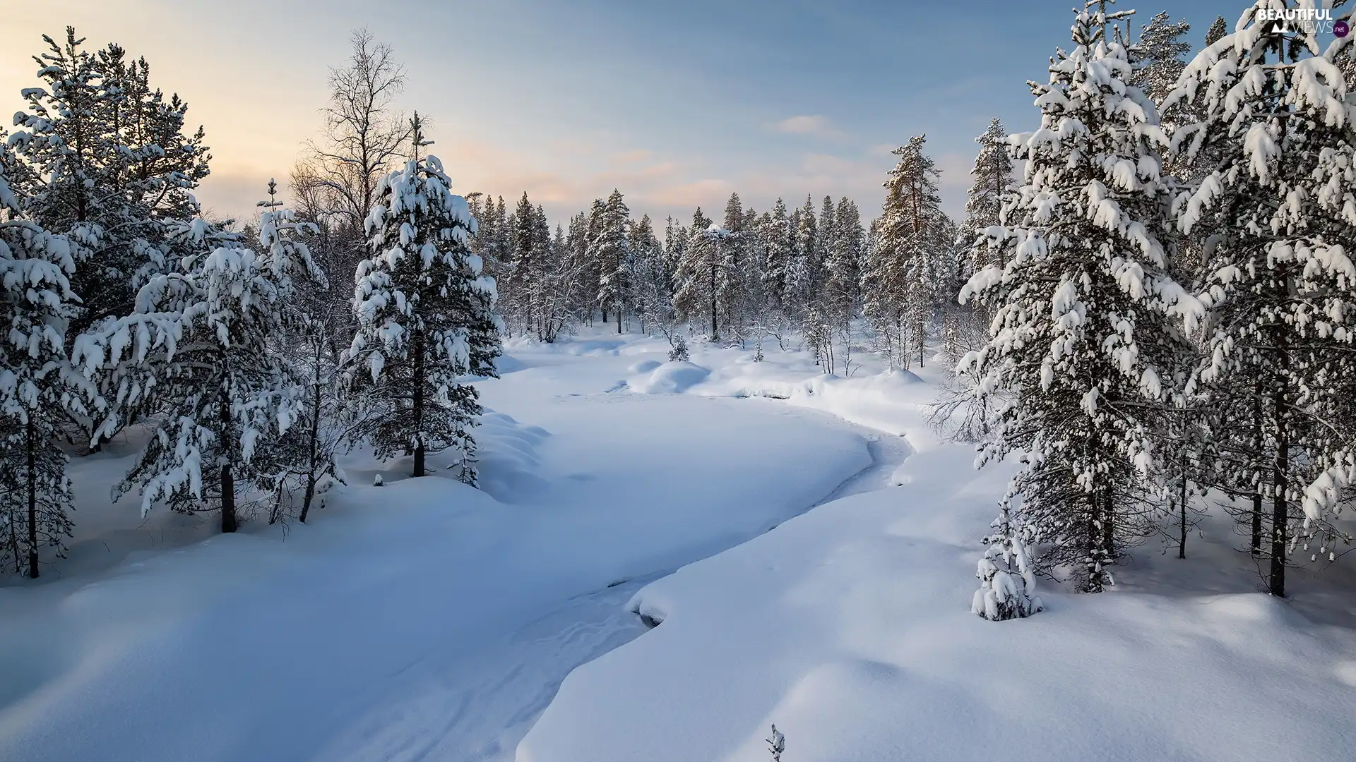 Snowy, Spruces, River, trees, snow, forest, winter, viewes