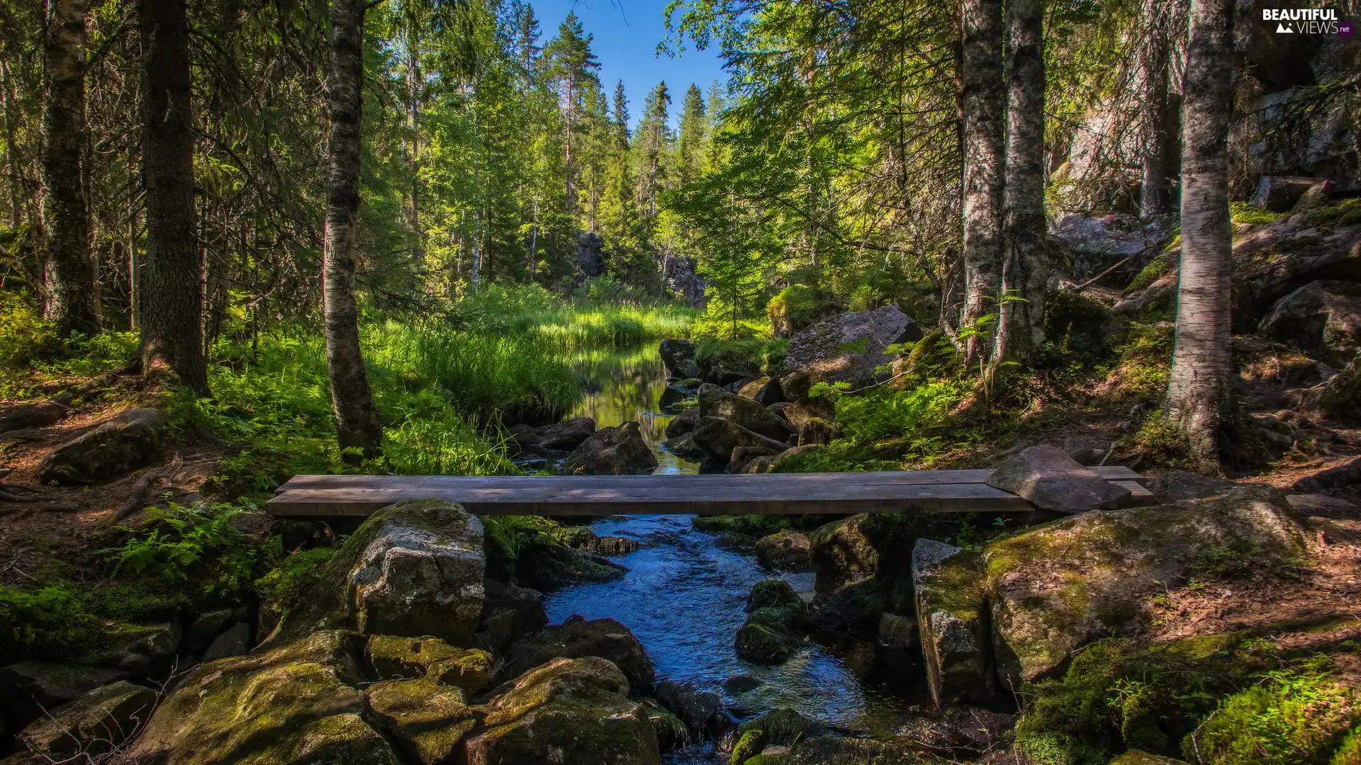 stream, trees, rocks, viewes, forest, Stones, footbridge