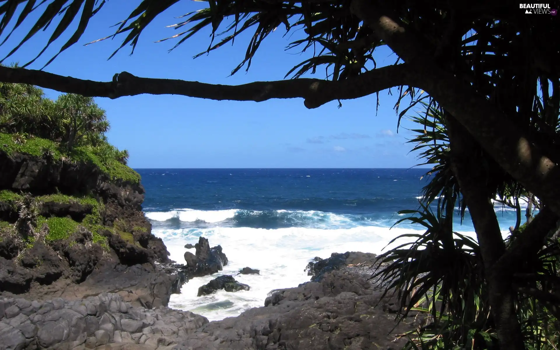 sea, trees, viewes, rocks