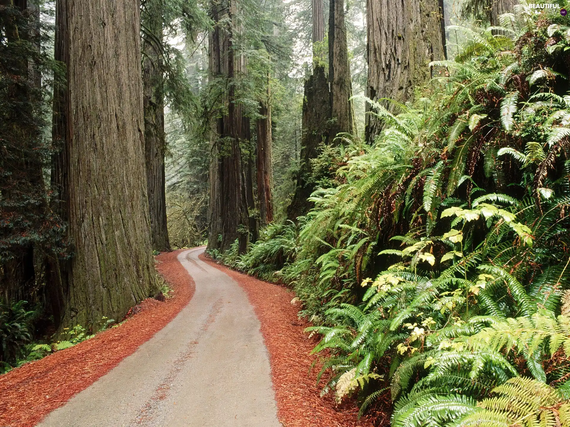 viewes, shrubs, Path, trees, forest