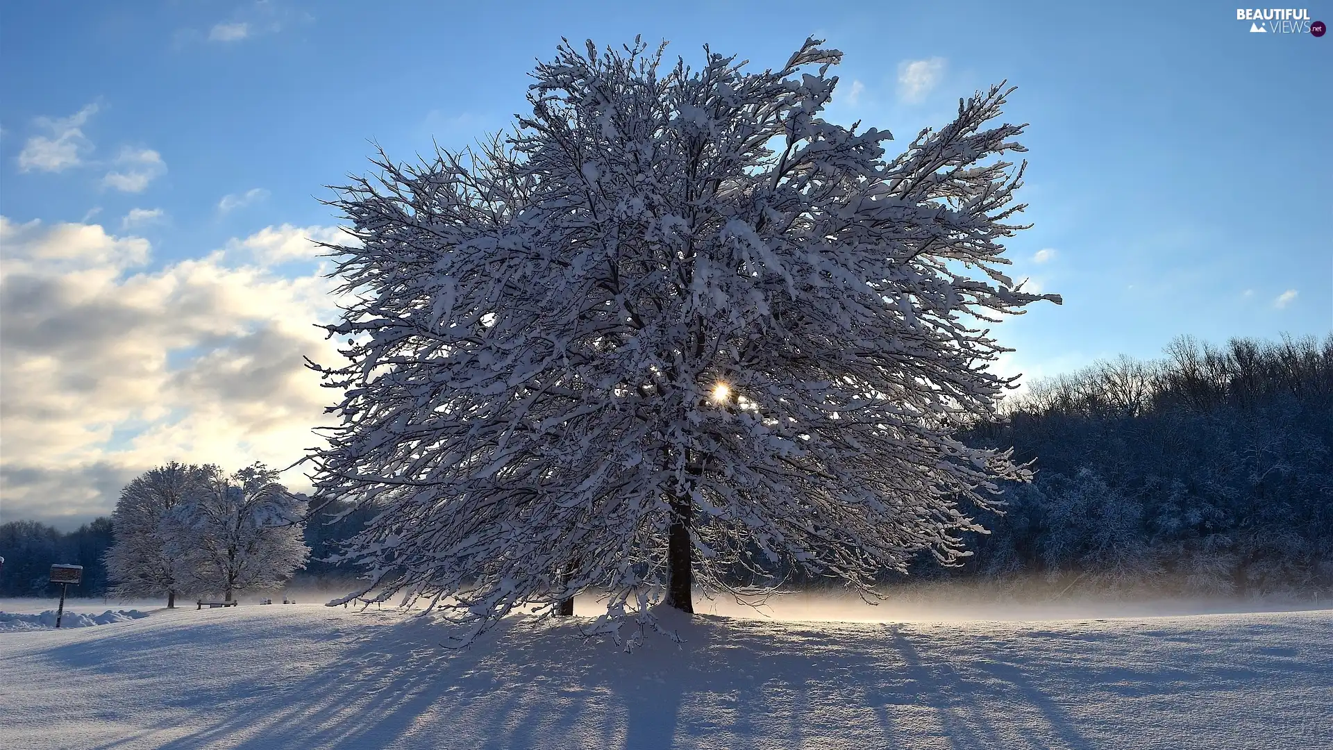 viewes, winter, shadow, rays of the Sun, snow, trees