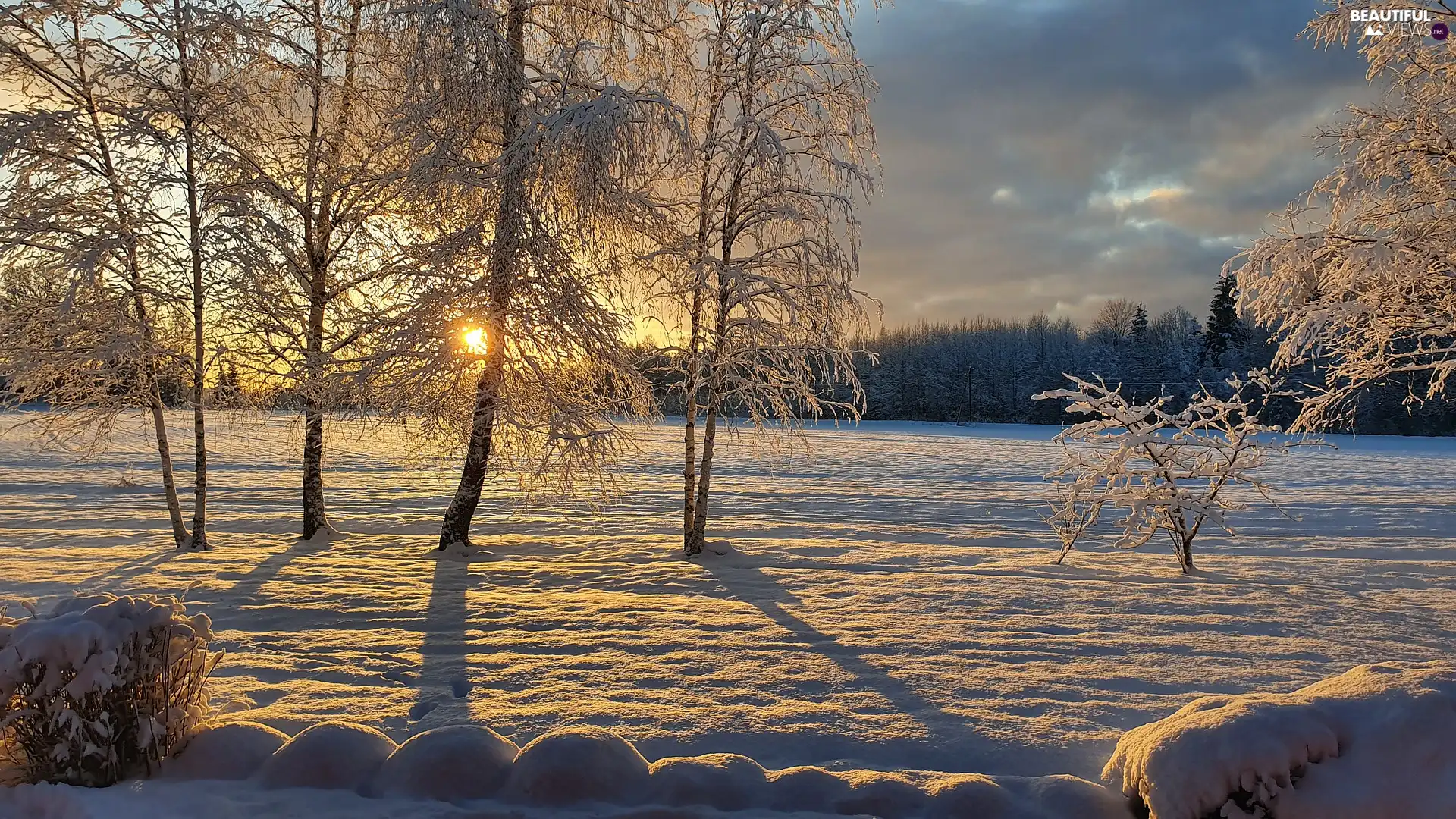 birch, trees, sunny, viewes, winter, Field, glamour