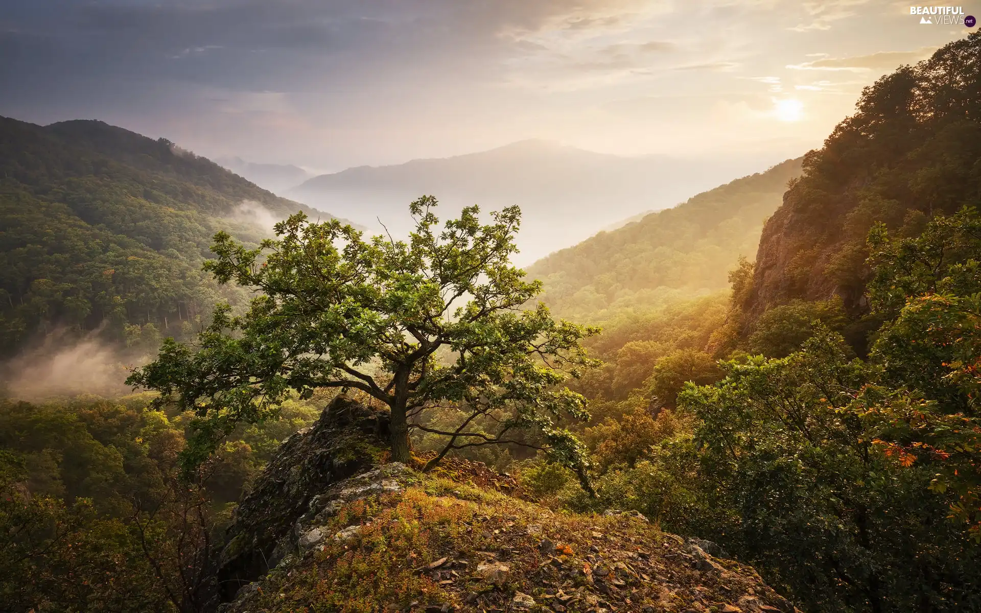 trees, viewes, Sunrise, autumn, Mountains