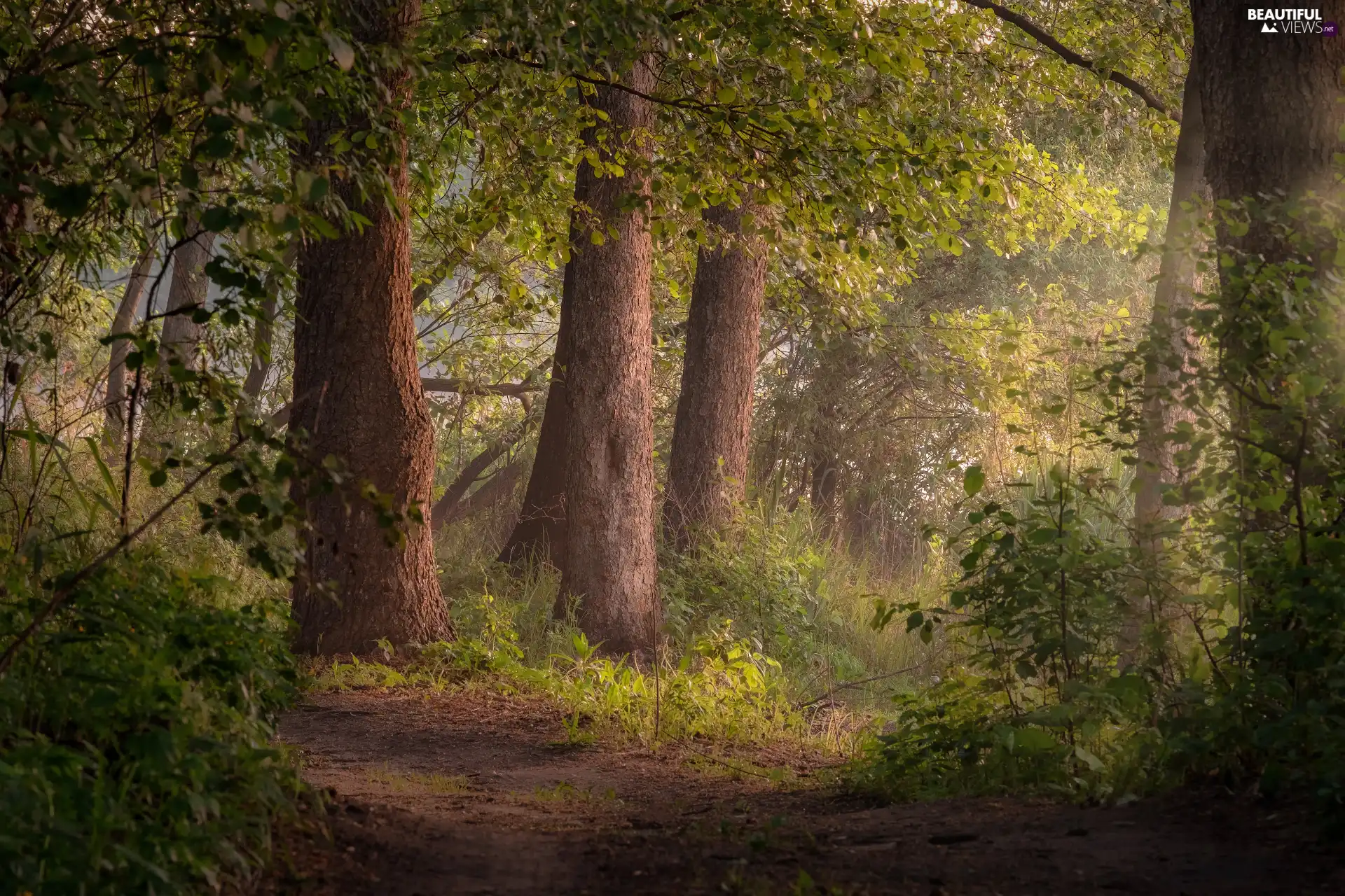 trees, Path, forest, viewes