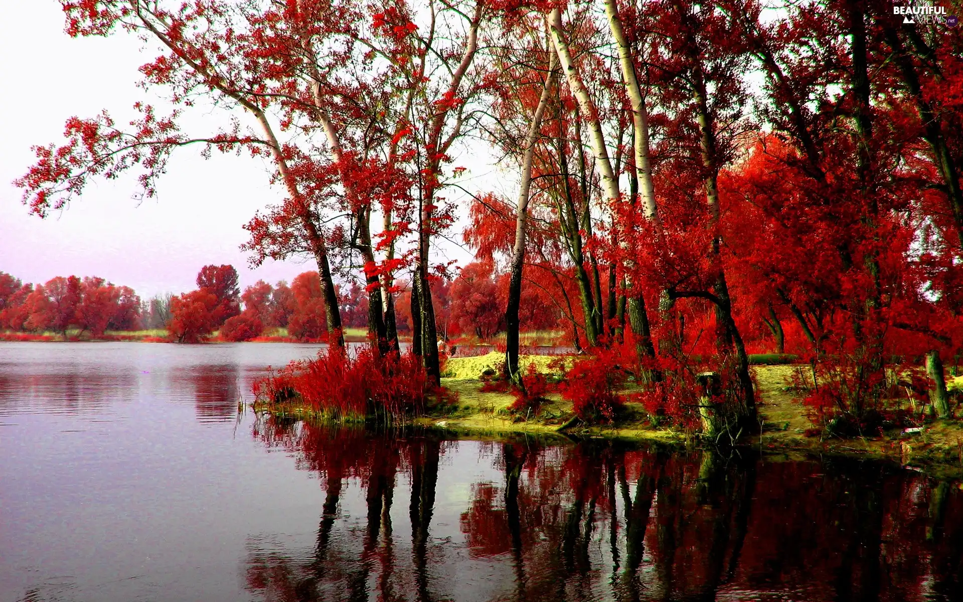 viewes, lake, trees