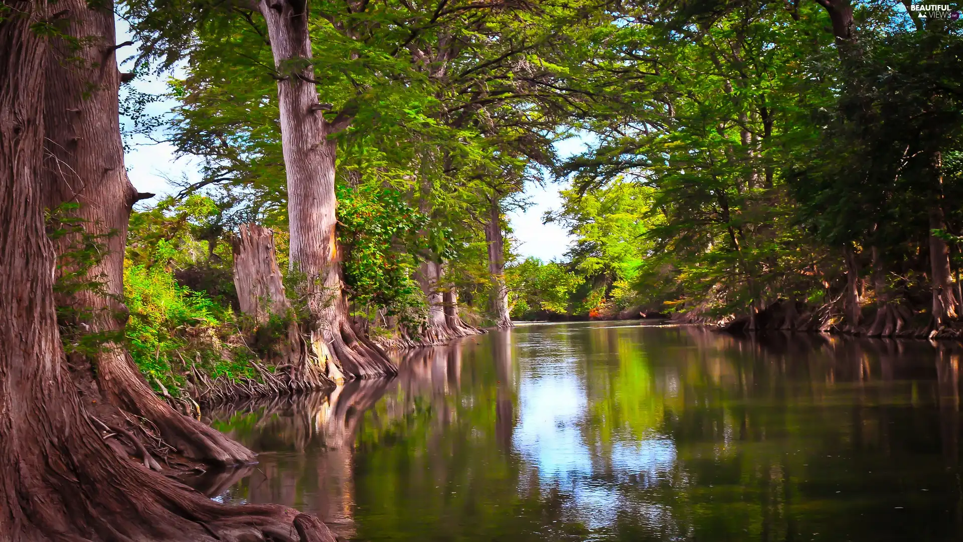 viewes, River, trees