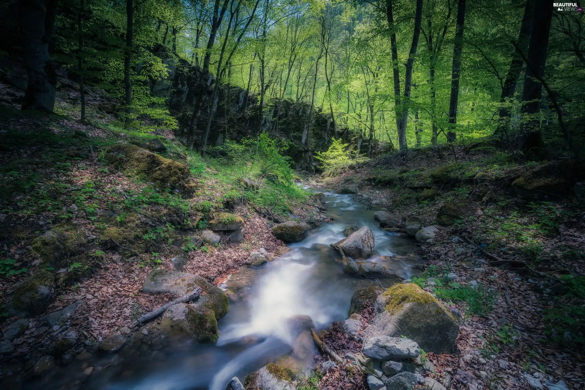 forest, stream, trees, viewes, green ones, River