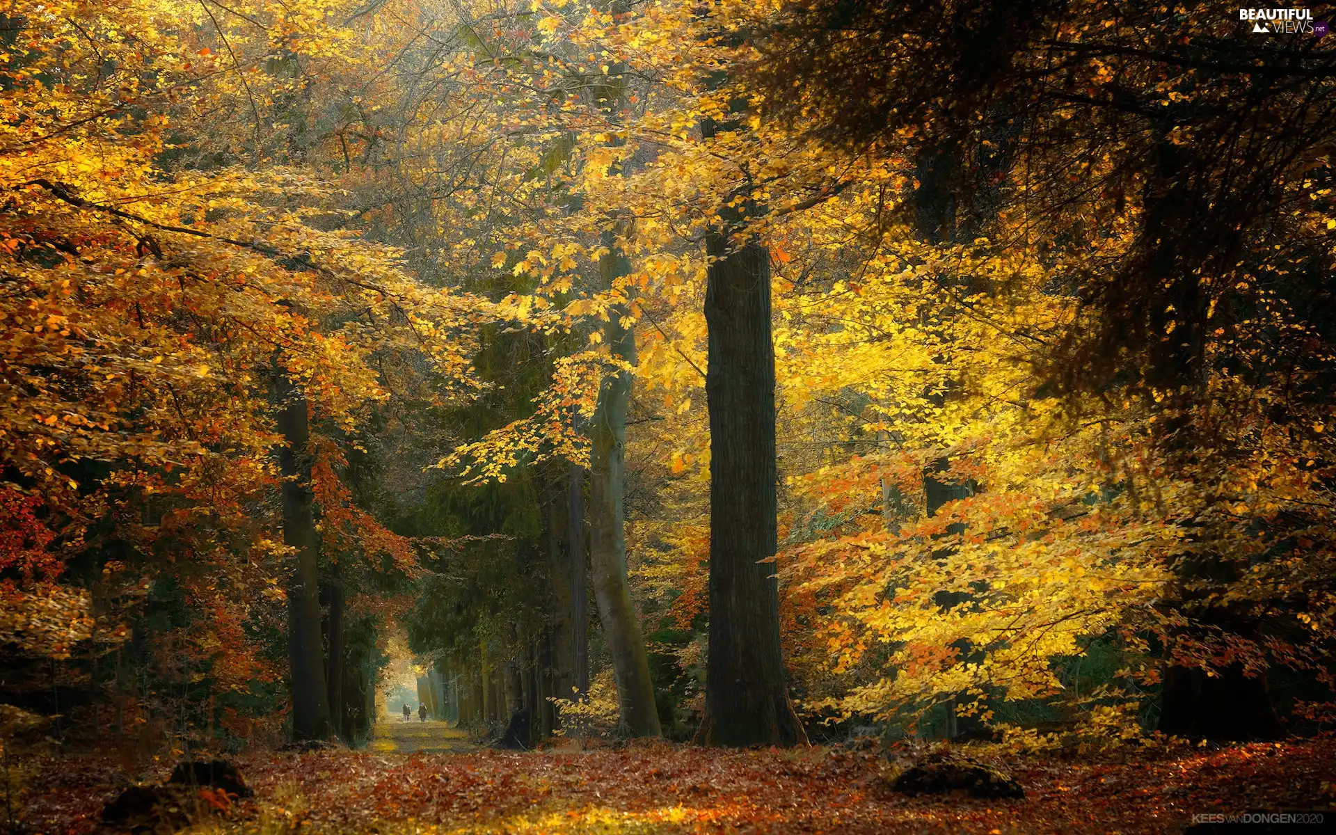 forest, trees, trees, viewes, autumn, Way, viewes