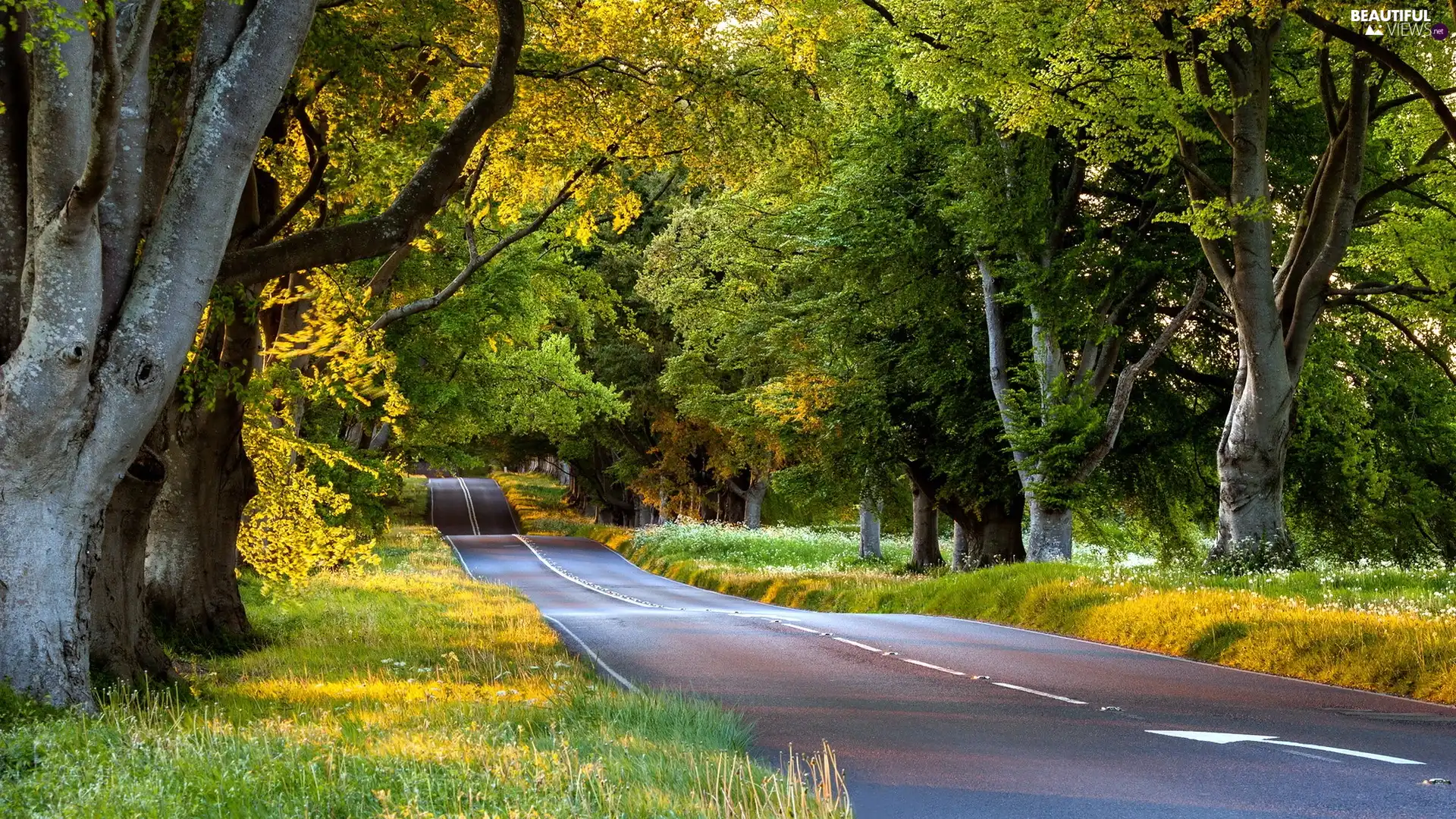 viewes, Way, trees