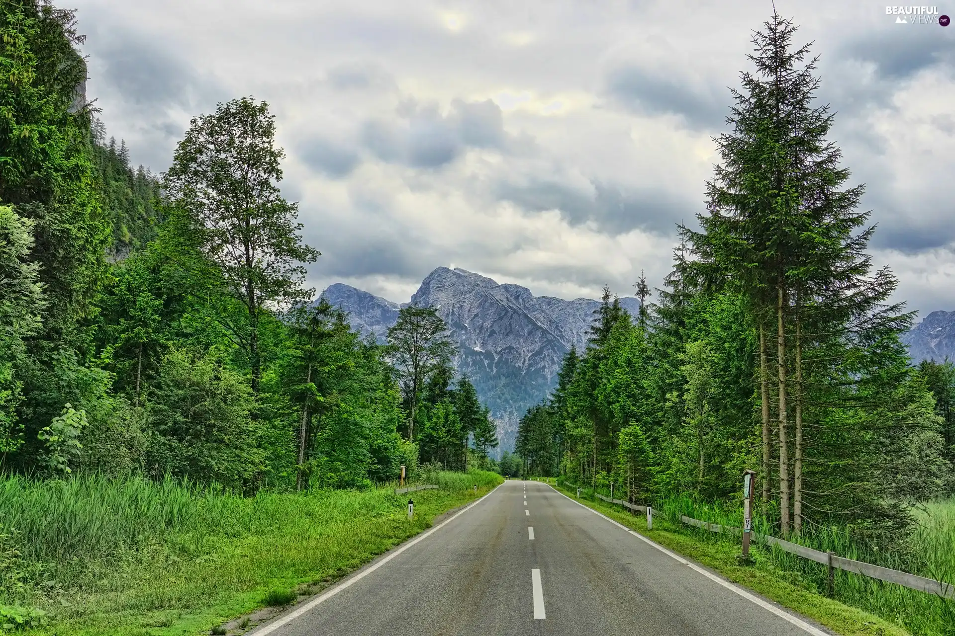 forest, Way, trees, viewes, green ones, Mountains