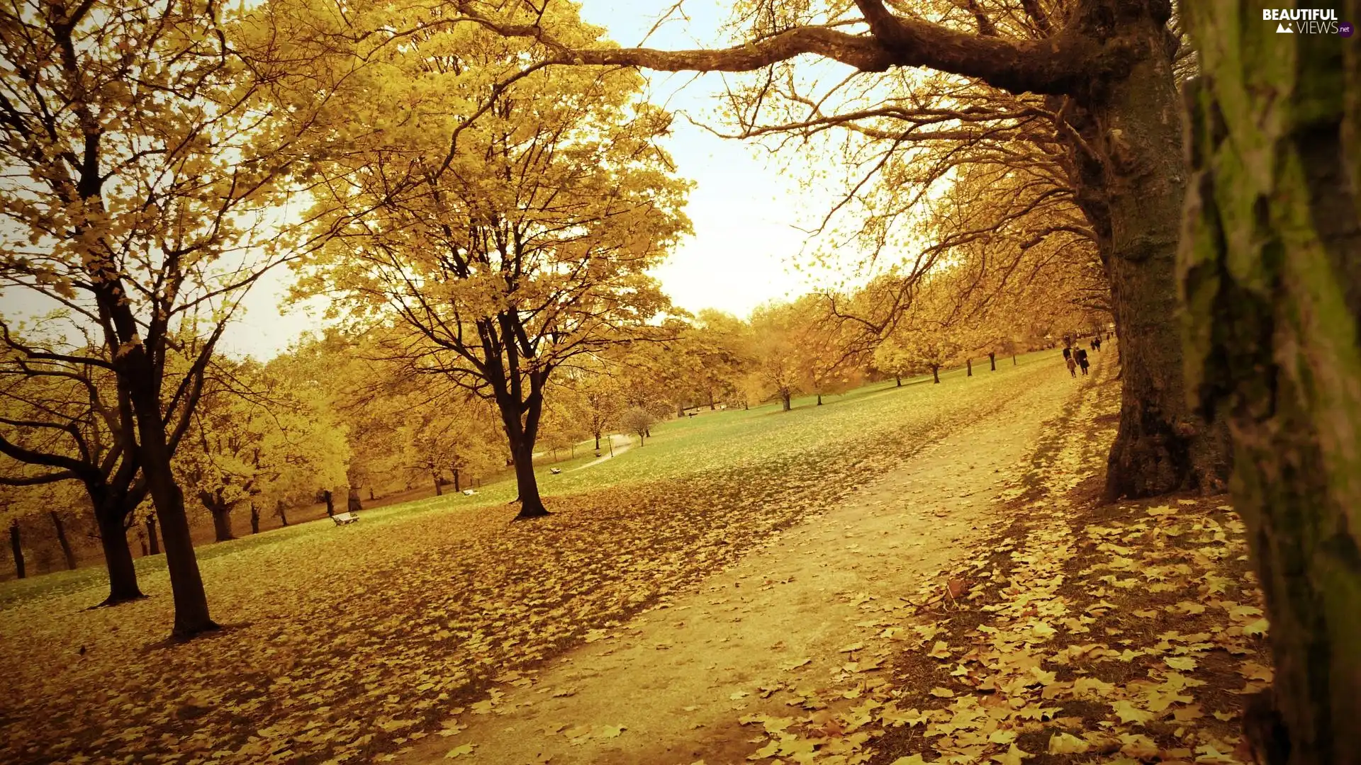 viewes, Way, Leaf, trees, autumn