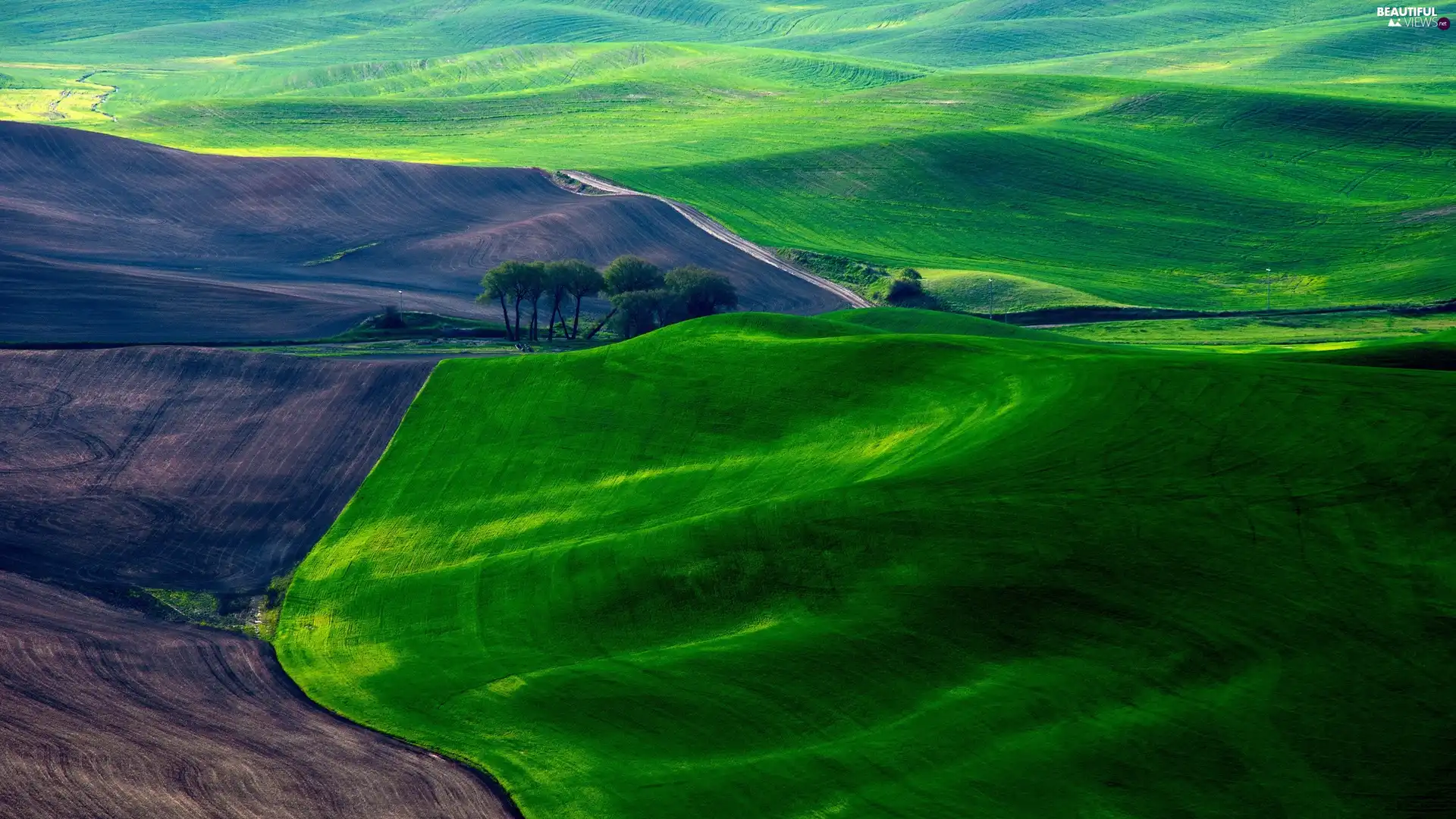 viewes, Way, green, trees, field