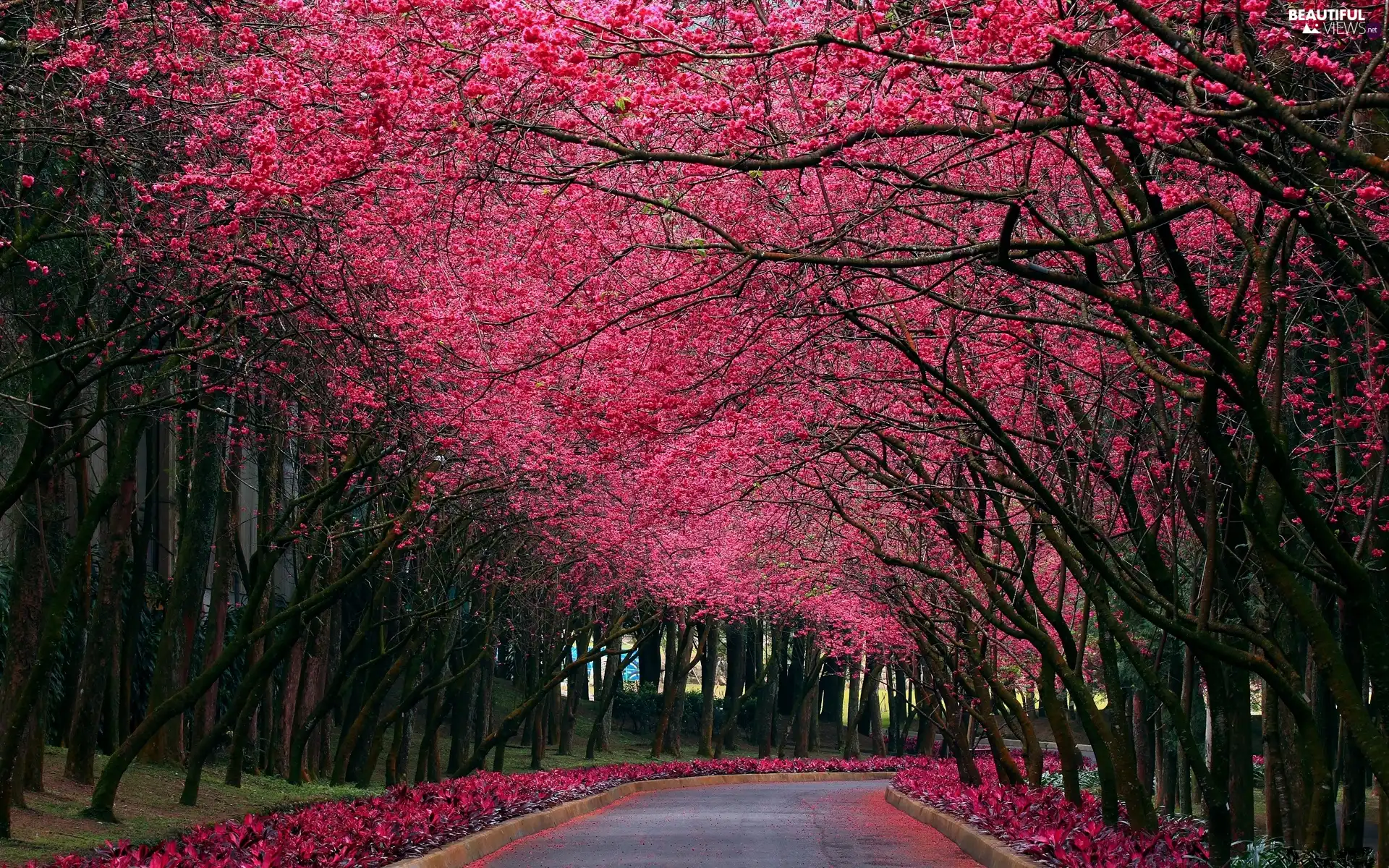 Way, trees, viewes, Leaf