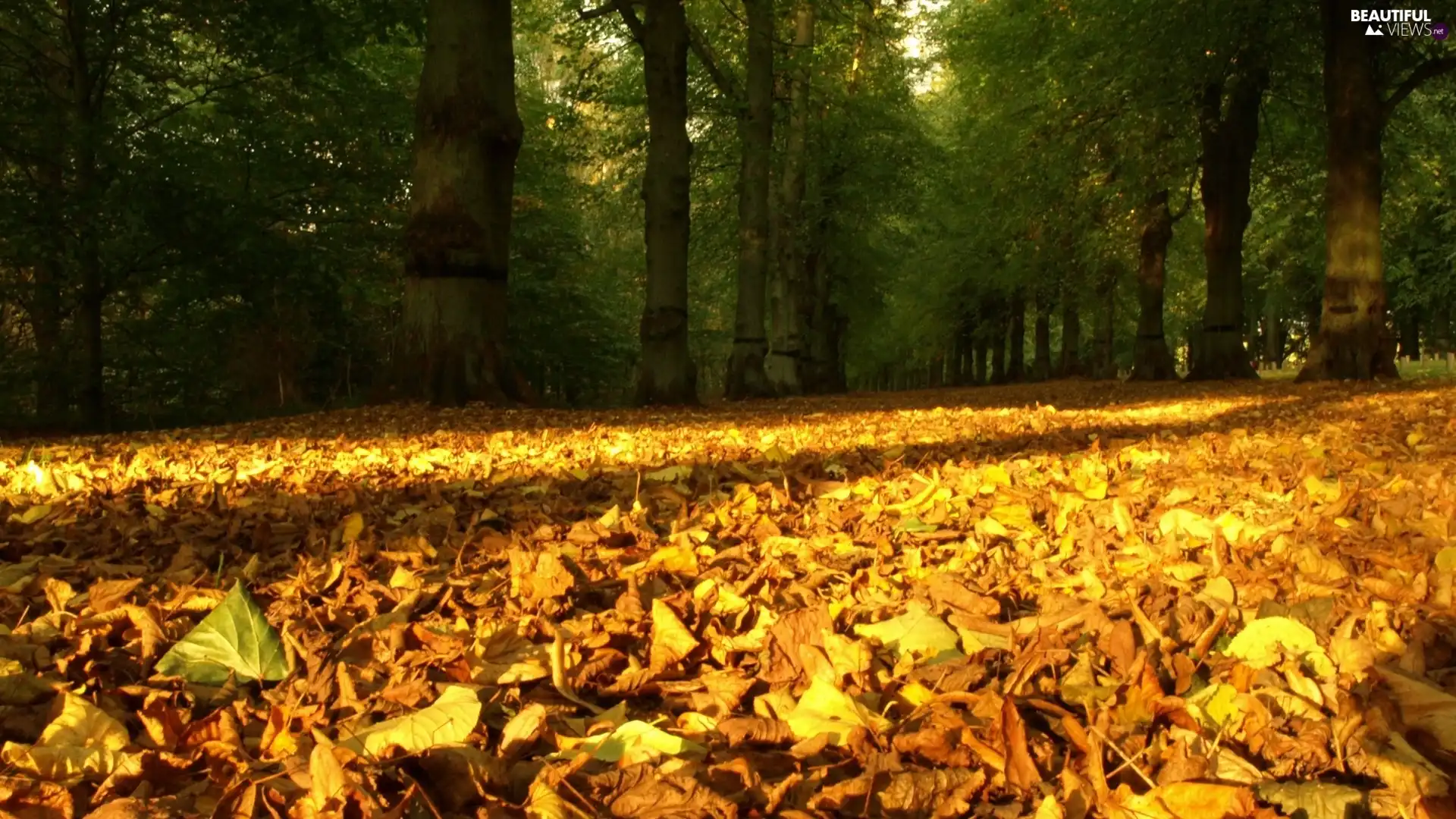 Way, trees, viewes, Leaf