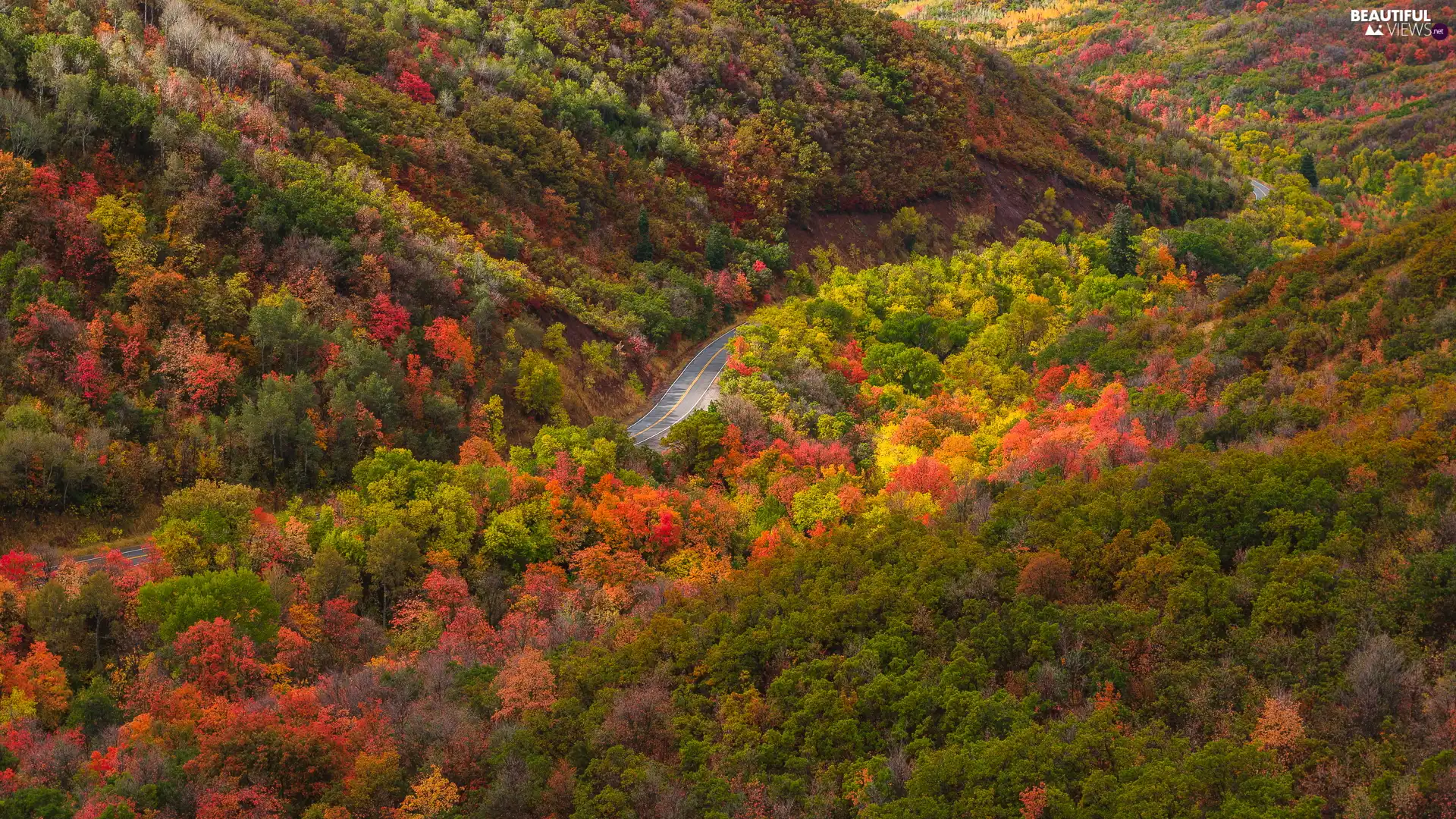 woods, trees, Way, viewes, autumn, VEGETATION, Mountains