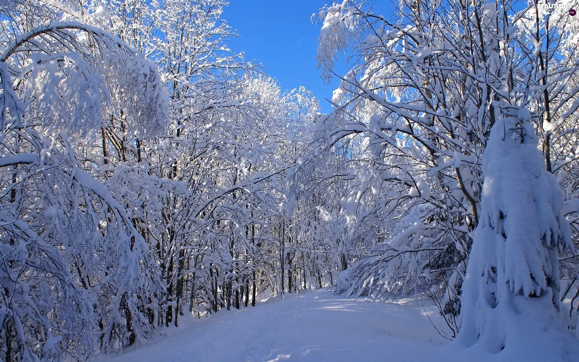 winter, trees, viewes, snowy