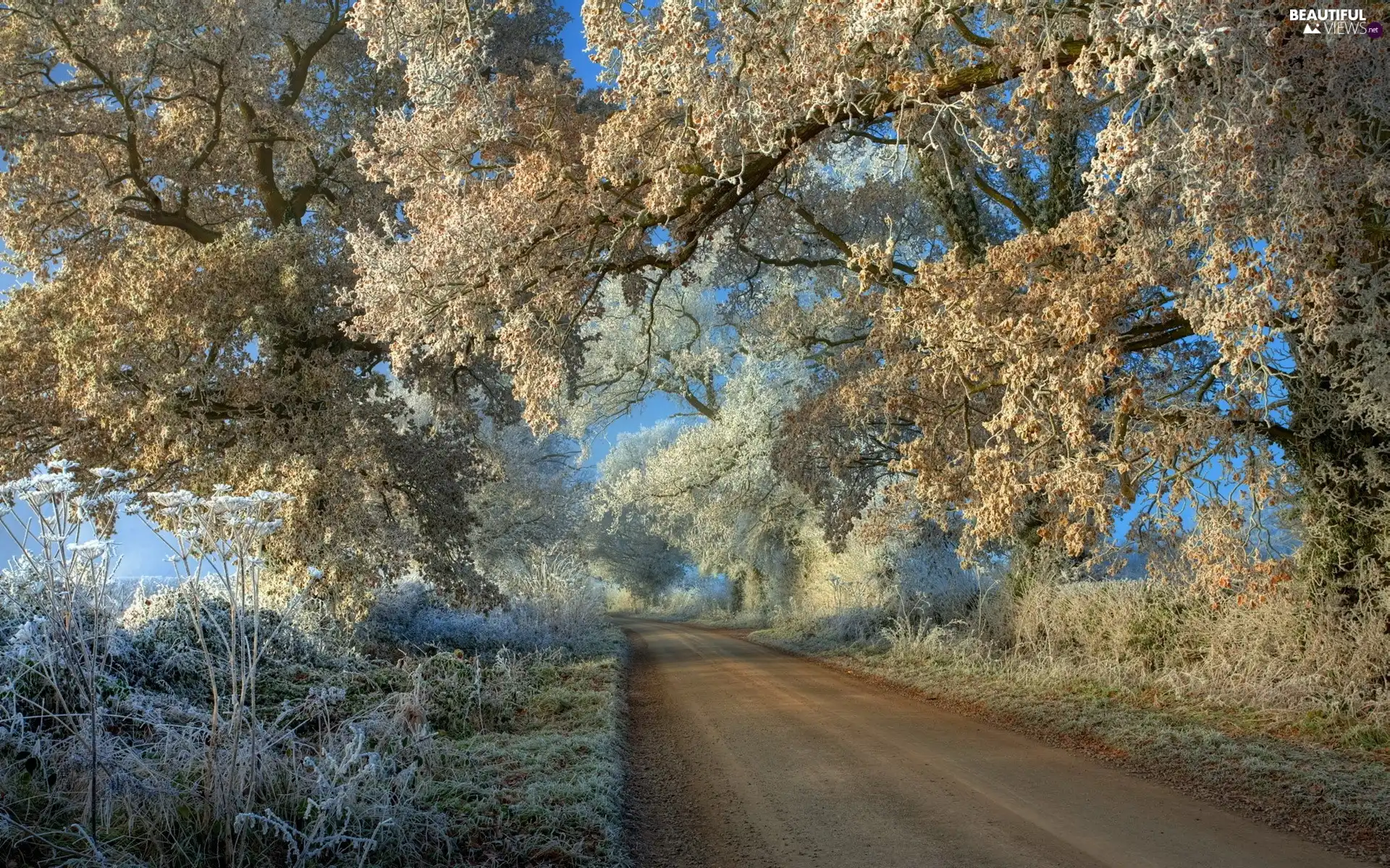 viewes, winter, frozen, trees, Way