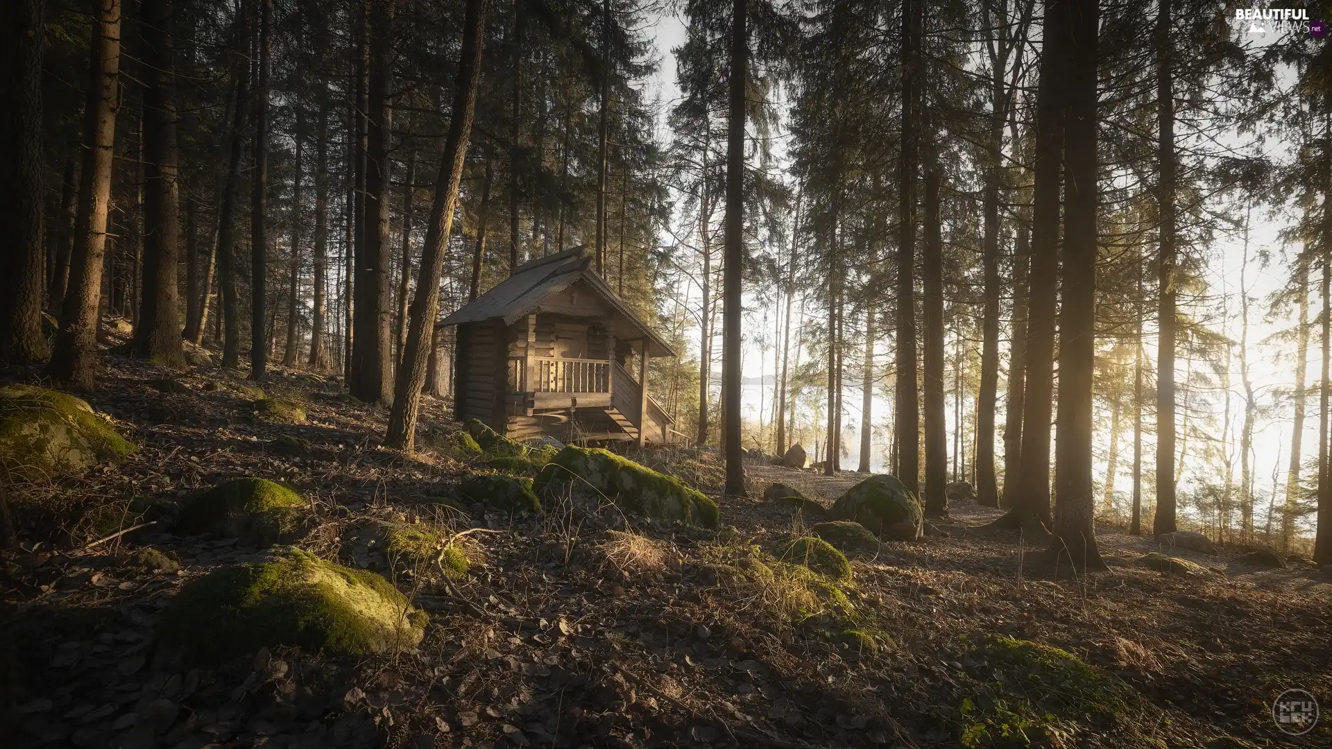 mossy, trees, wooden, viewes, forest, Stones, Home