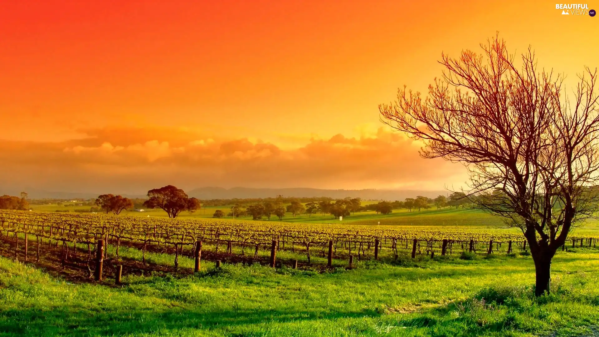 west, Sapling, vineyard, sun