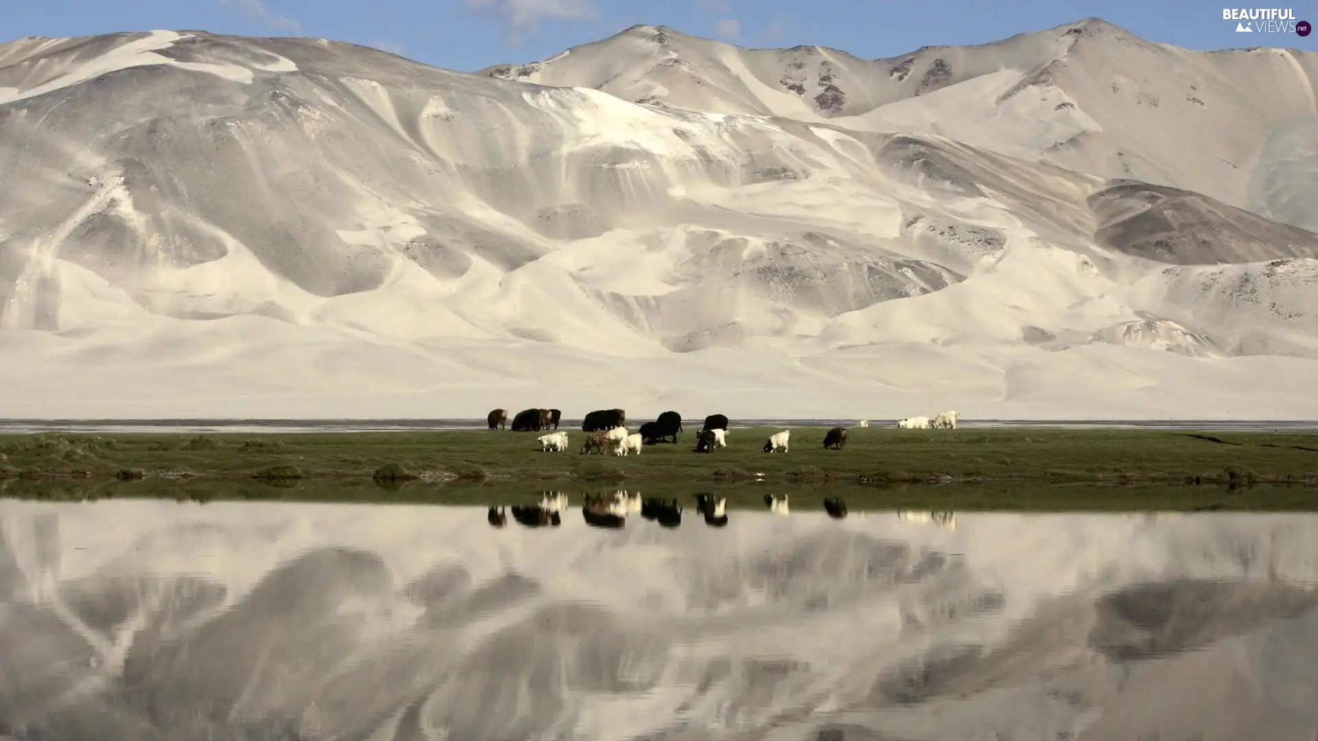 animals, Mountains, water, pasture