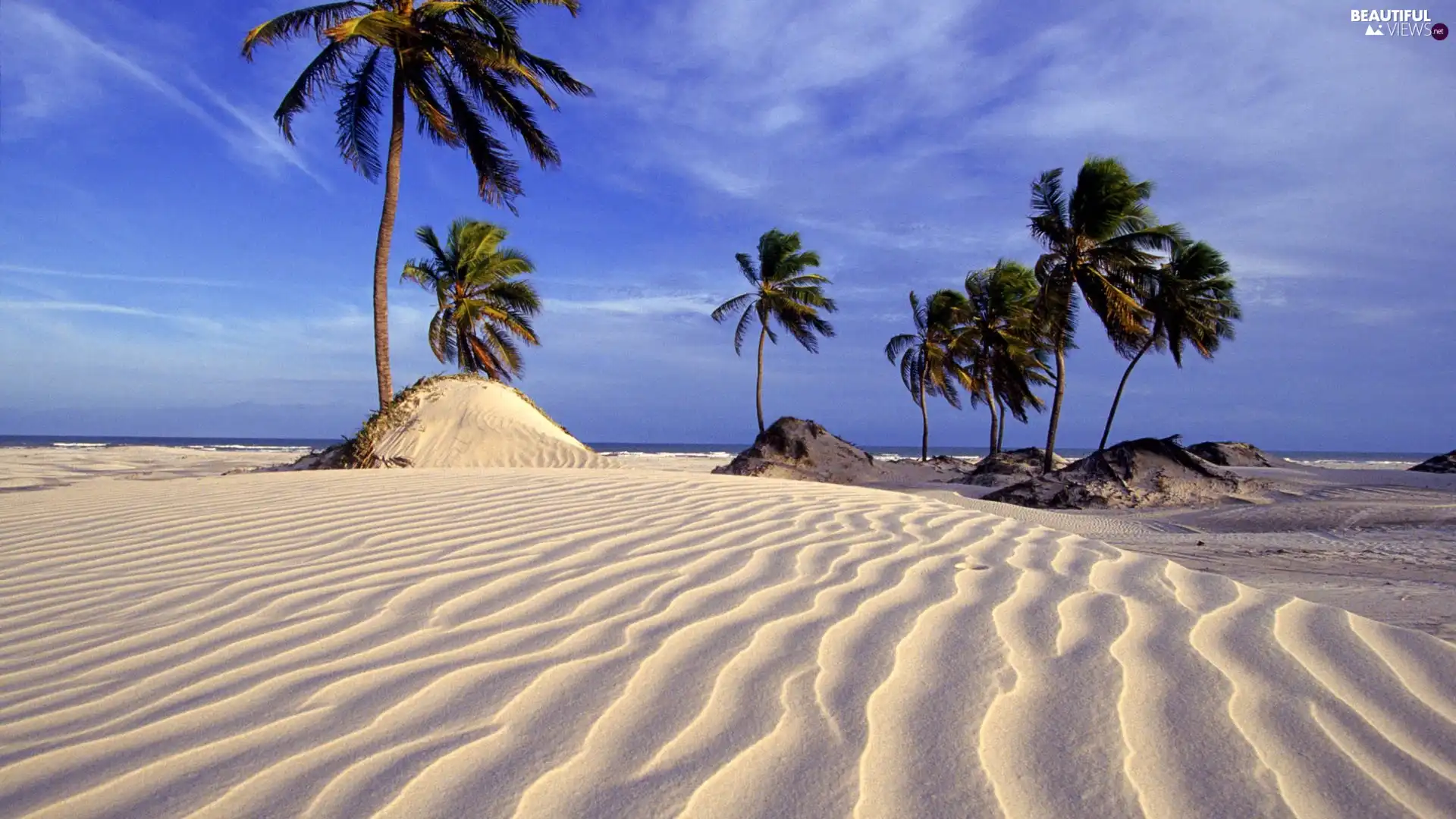 water, Beaches, Palms