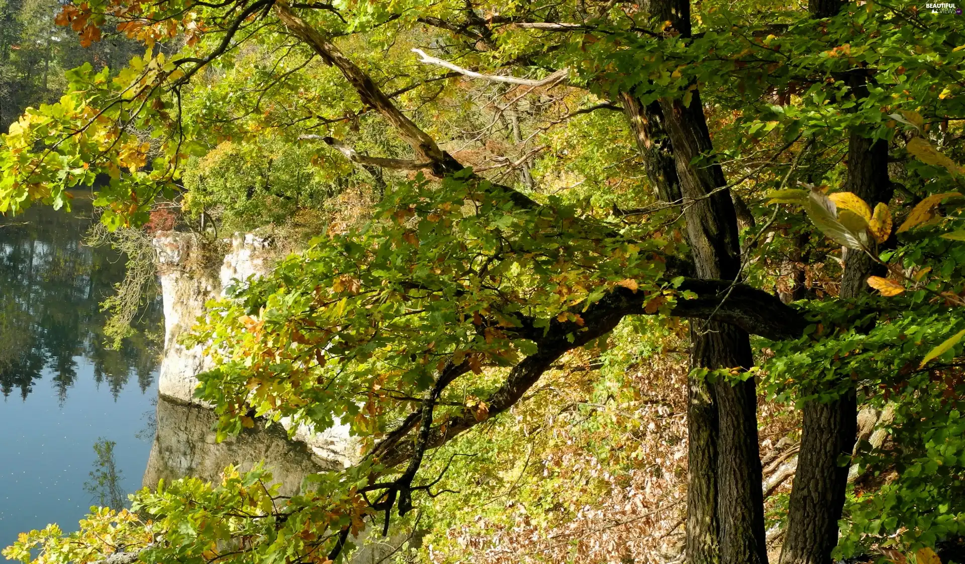 water, autumn, trees