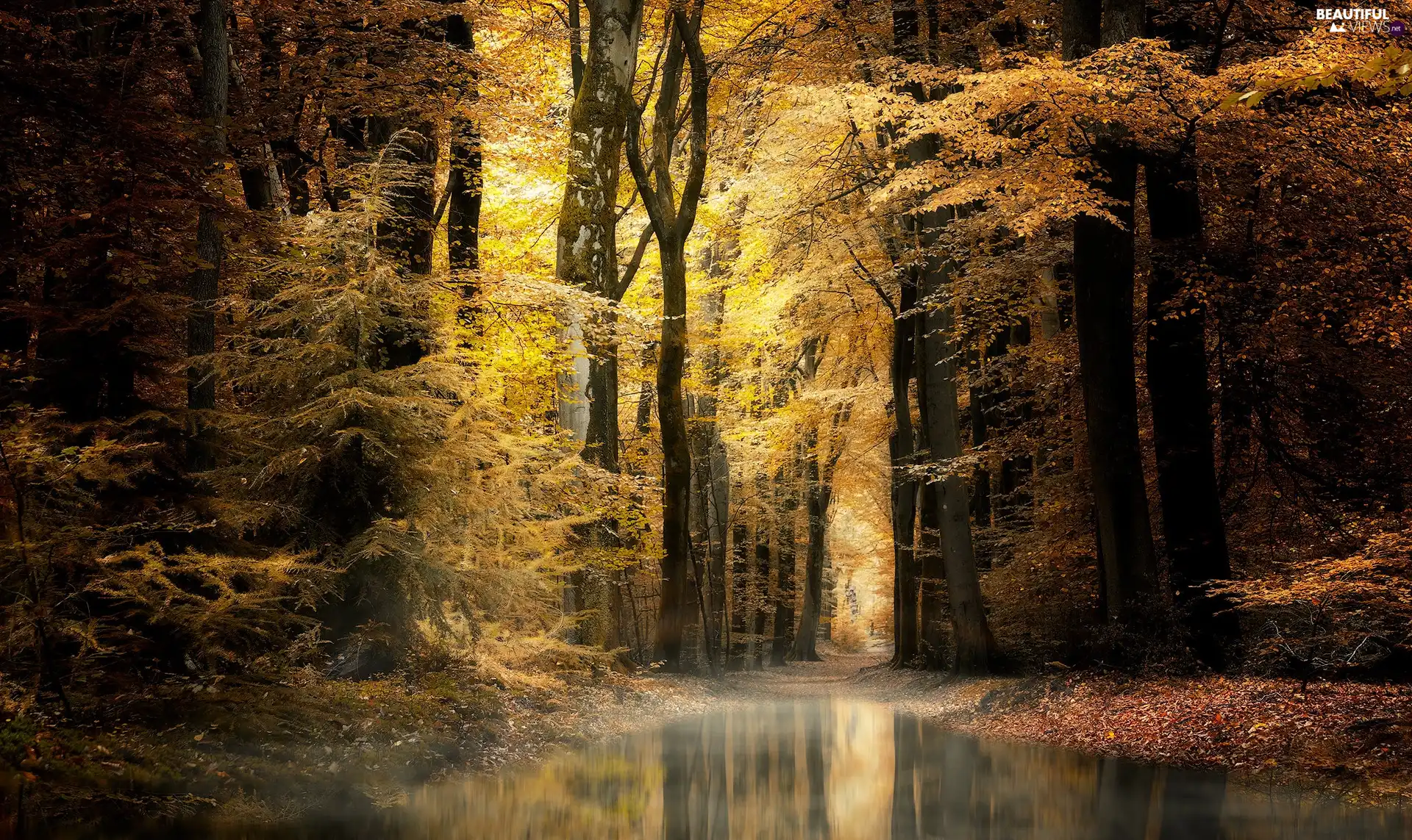 puddle, autumn, viewes, water, forest, trees, Way