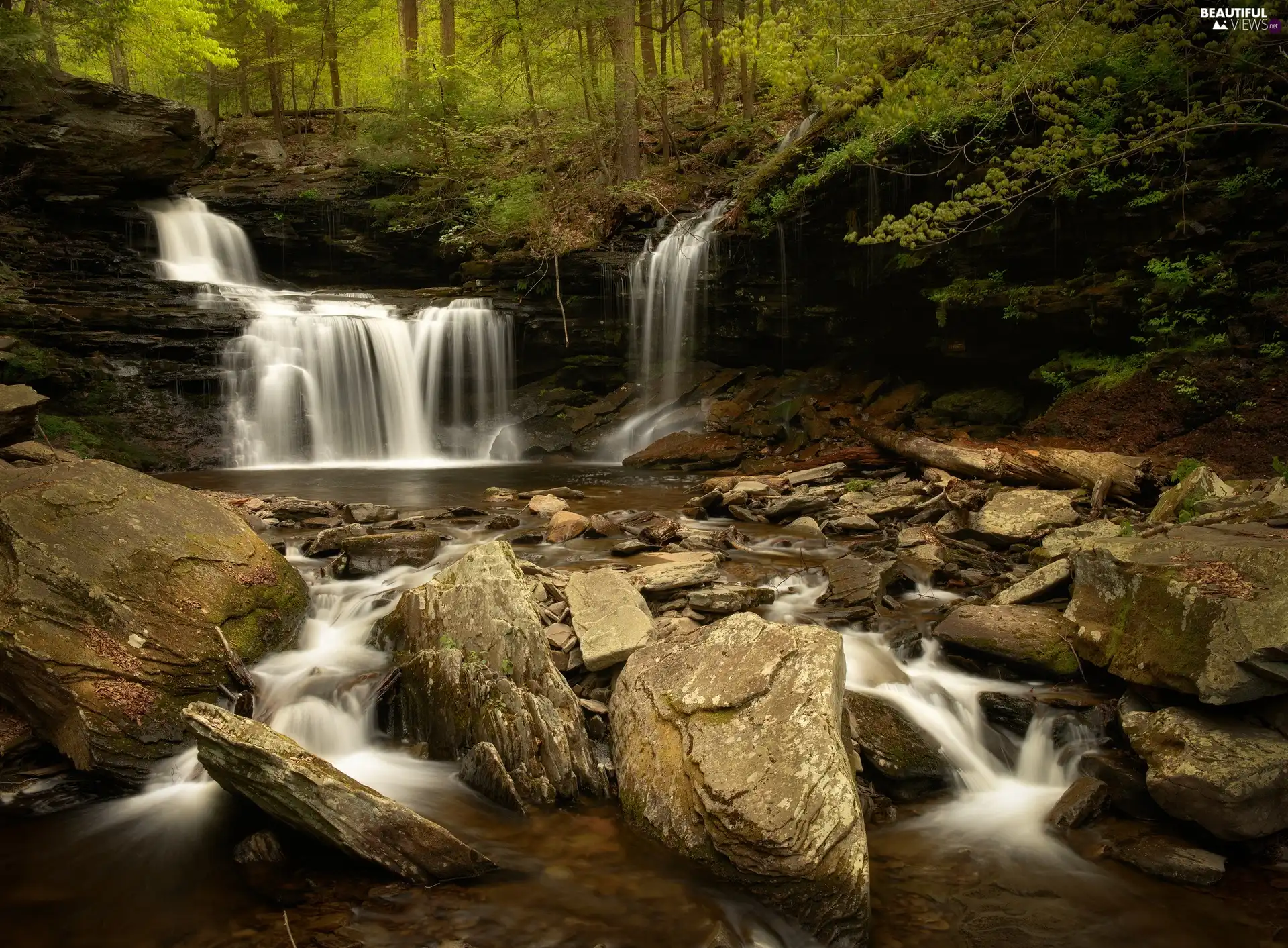 forest, Stones, waterfall, River