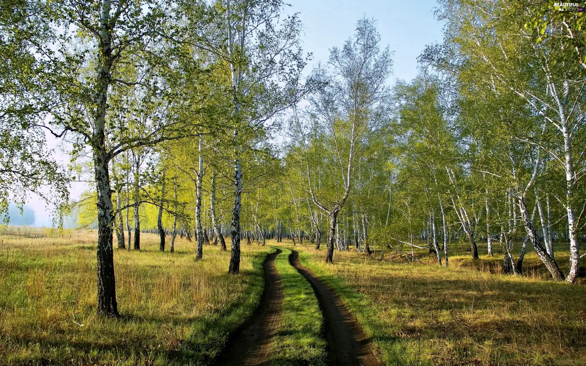 birch, Field, Way, medows